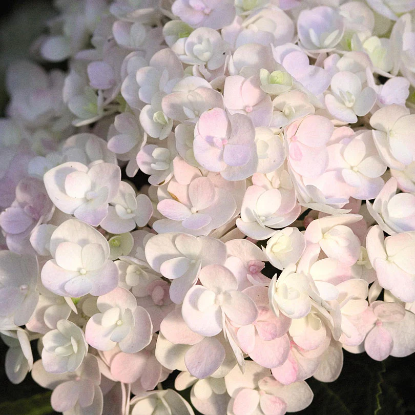 Hortensia paysan Hydrangea 'The Bride' Blanc - Image 3