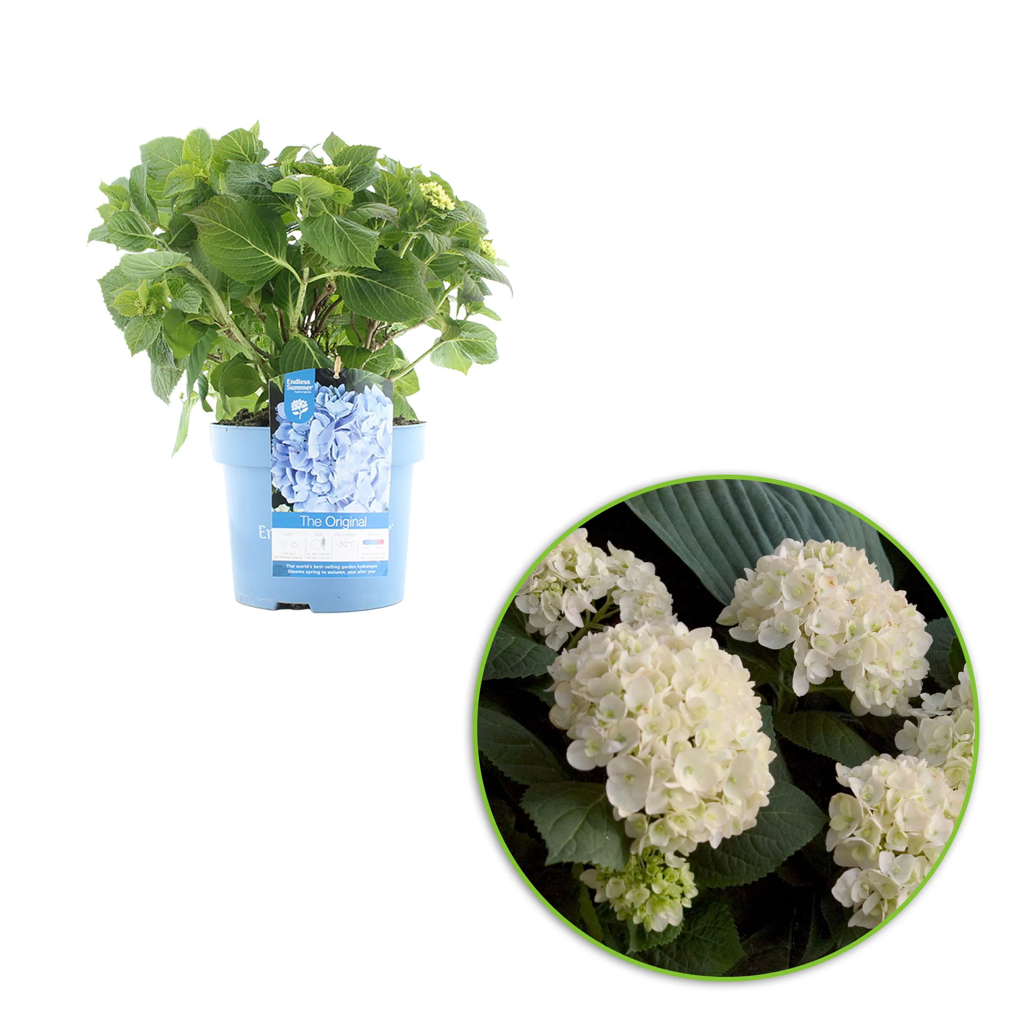 Hortensia paysan Hydrangea 'The Bride' Blanc - Image 4