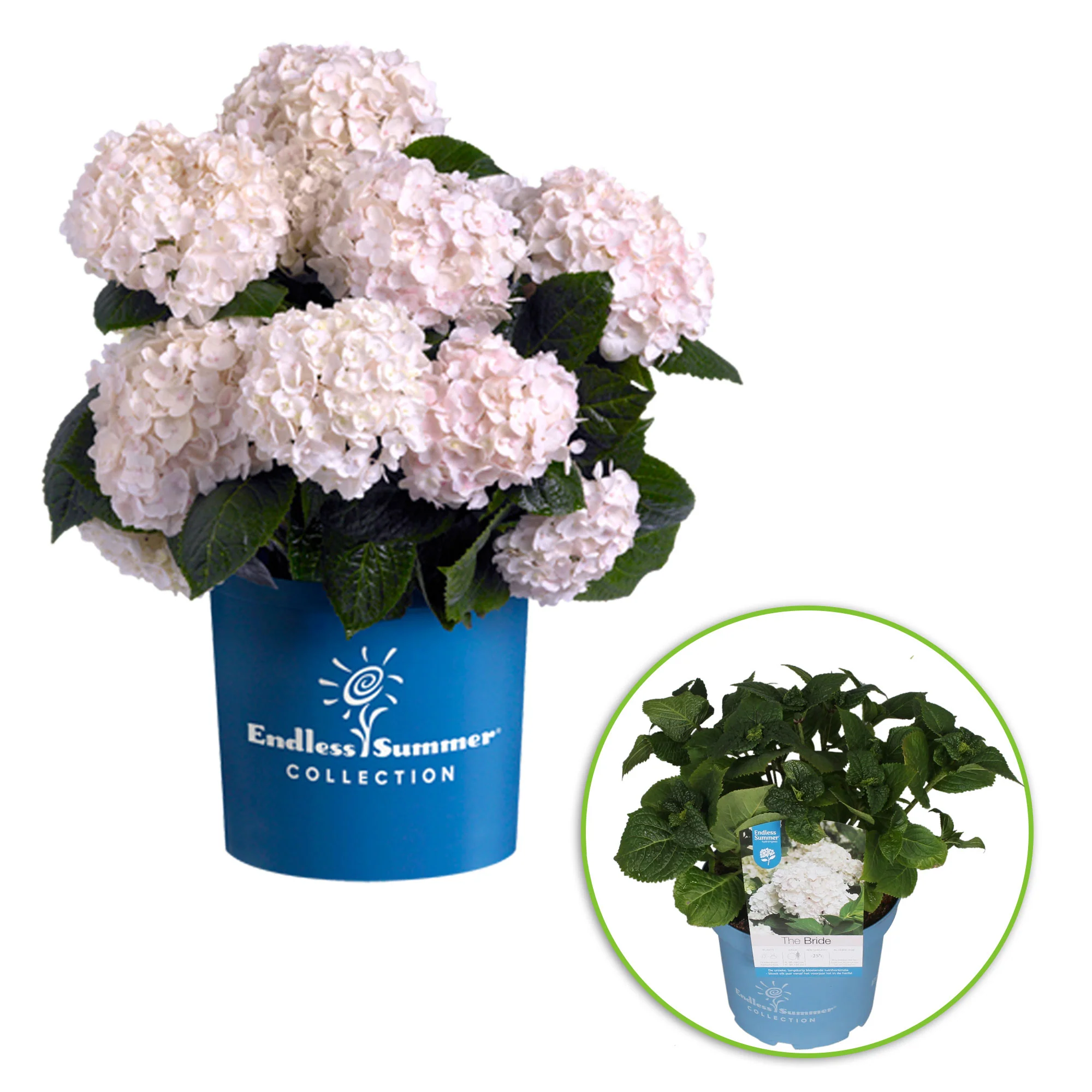 Hortensia paysan Hydrangea 'The Bride' Blanc - Image 6