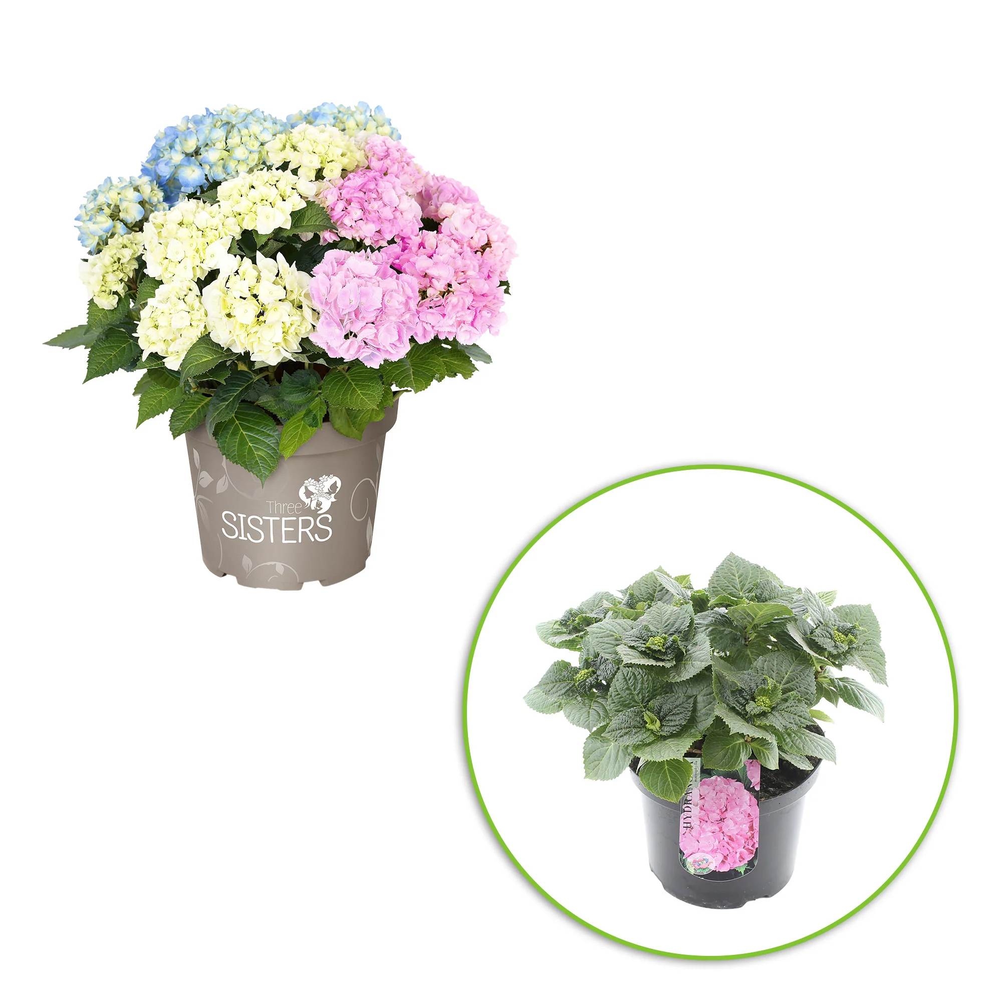 Hortensia paysan Hydrangea 'Three Sisters Pastell' Bleu-Rose-Blanc - Image 2