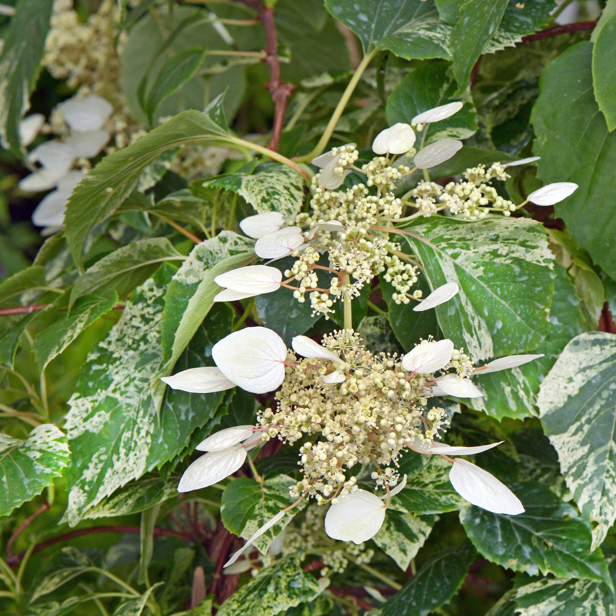 Hortensia 'Snow Sensation' blanc