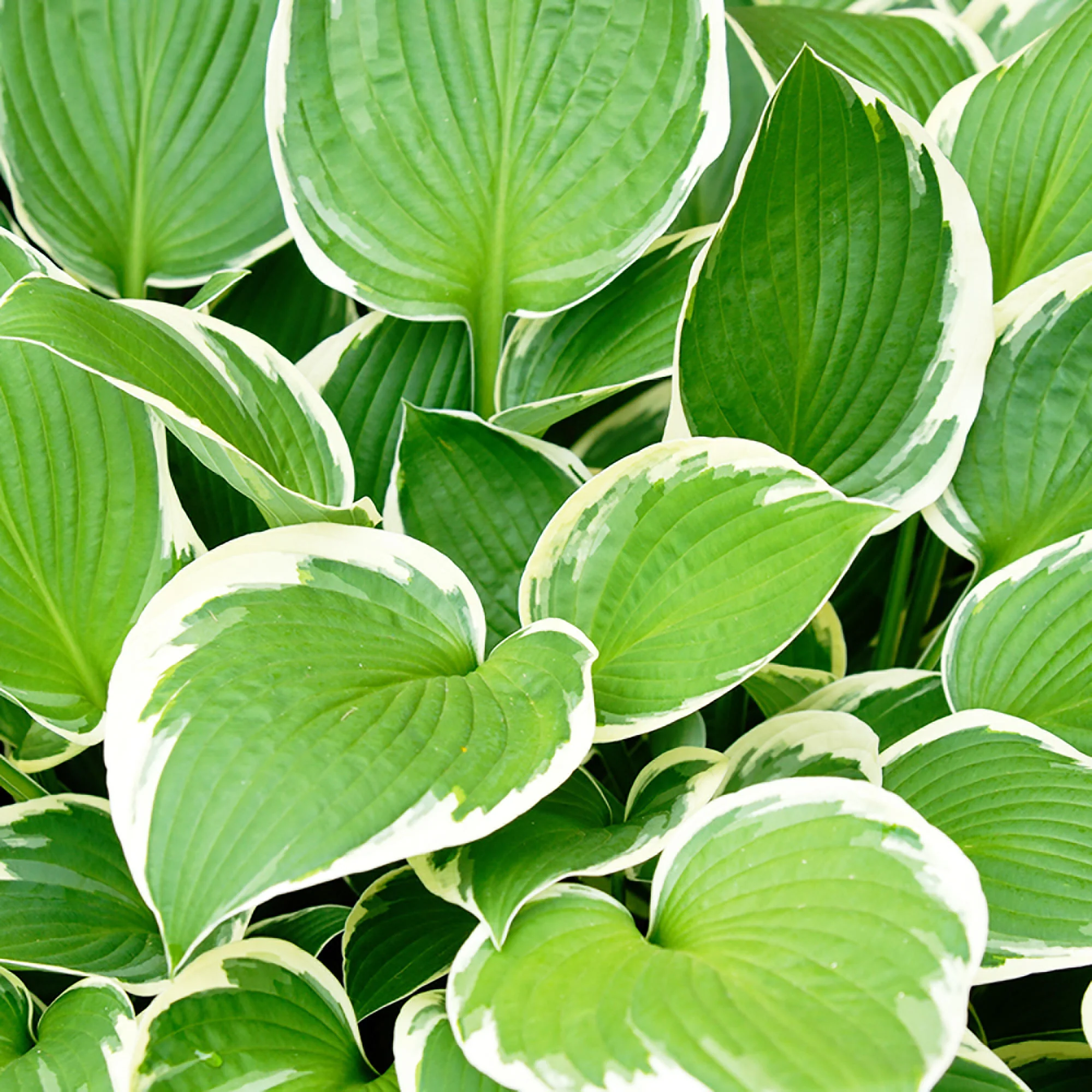 hosta 'Patriot' Vert-Blanc - Bio - Image 3