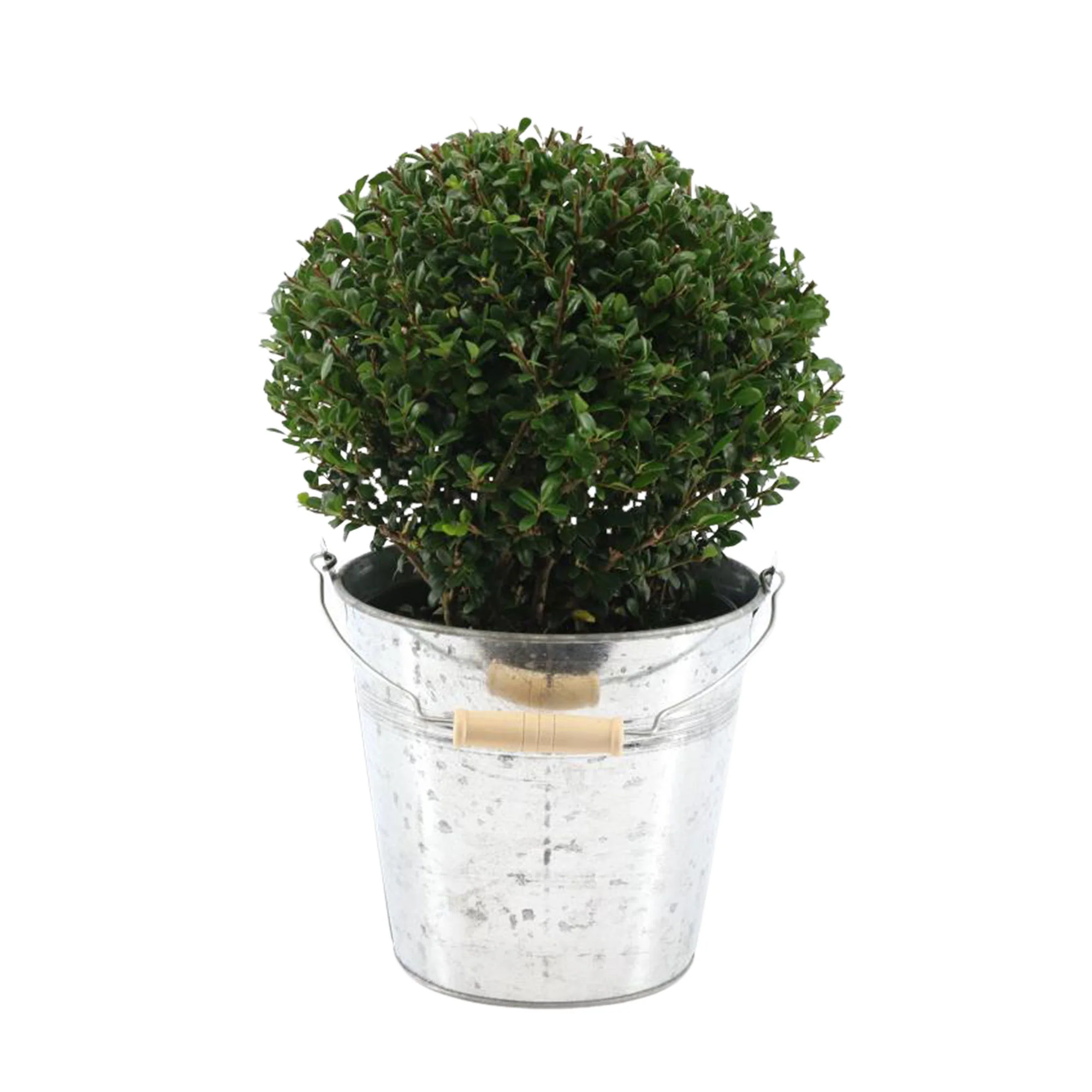 Houx du Japon Ilex crenata avec cache-pot en zinc - Image 3
