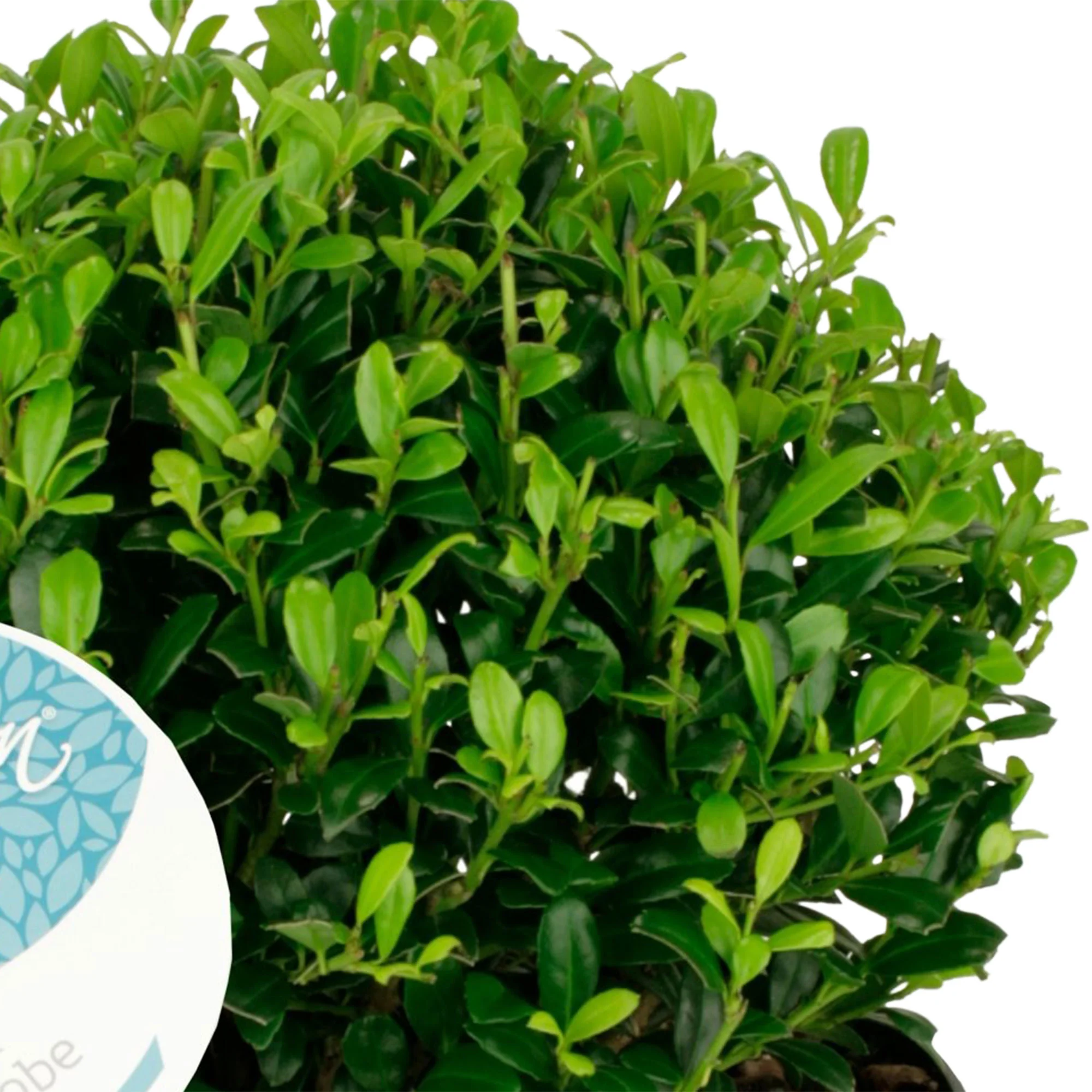 Houx du Japon Ilex 'Luxus Globe' - Image 4
