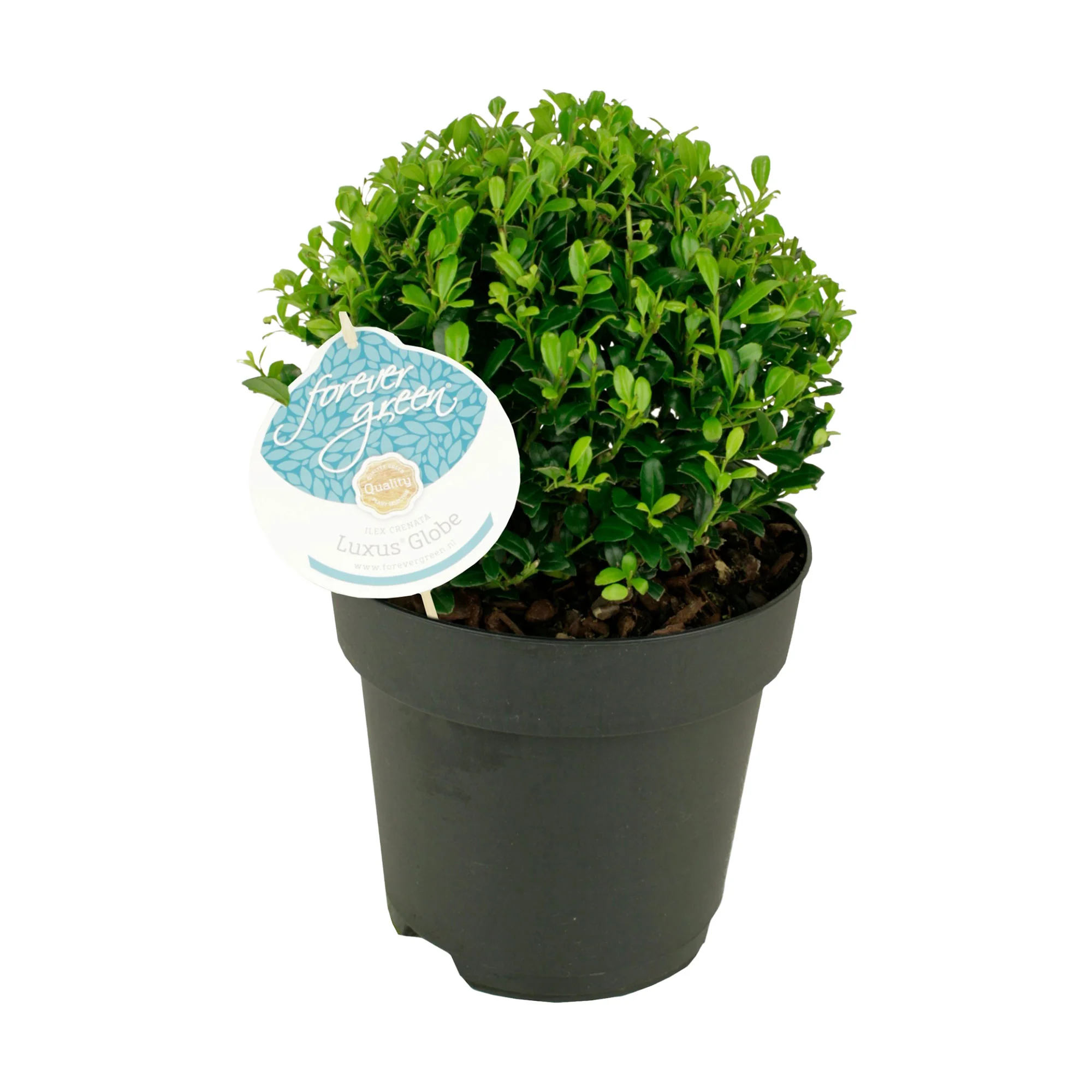 Houx du Japon Ilex 'Luxus Globe' - Image 5