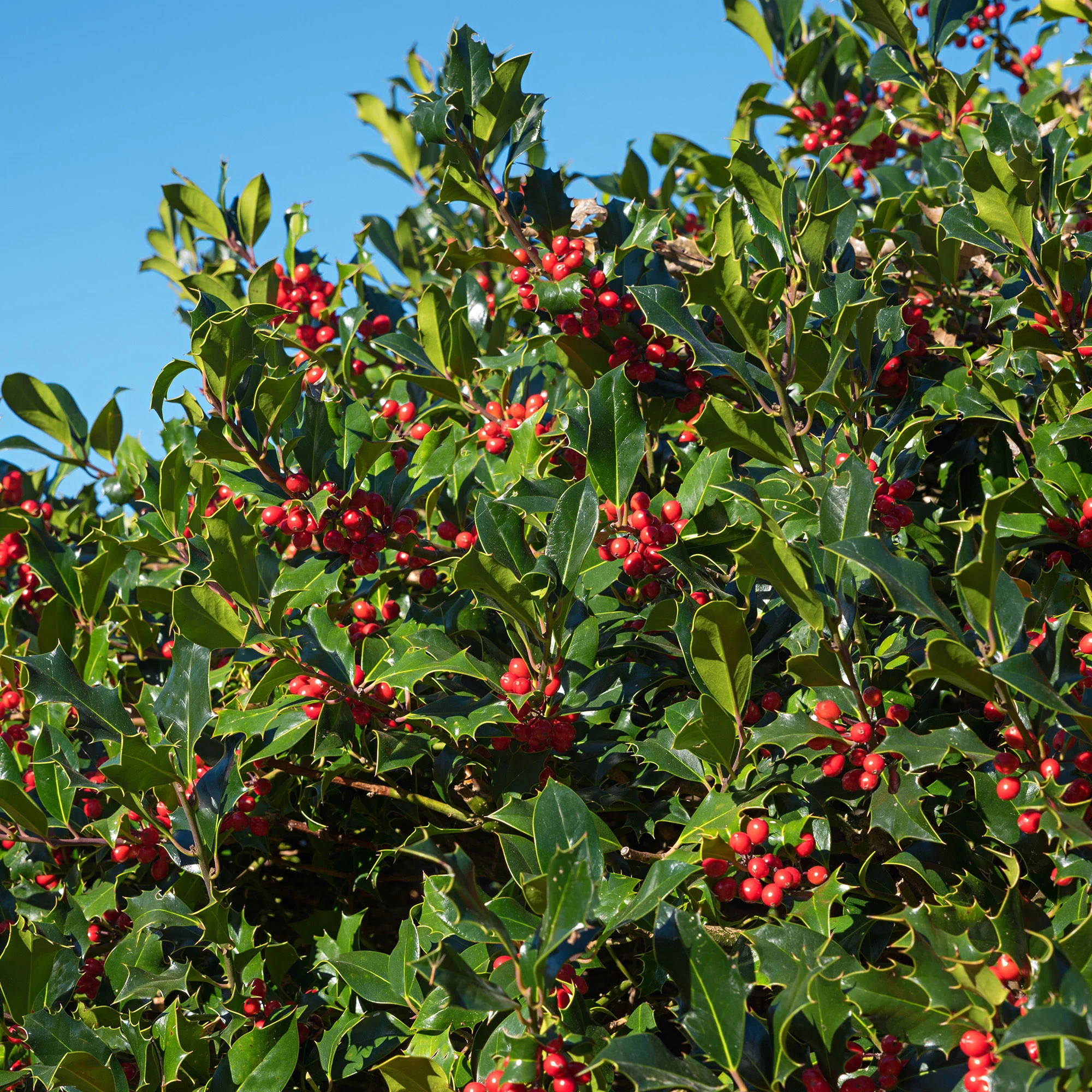 Houx haie Ilex aquifolium rouge-vert - Image 6