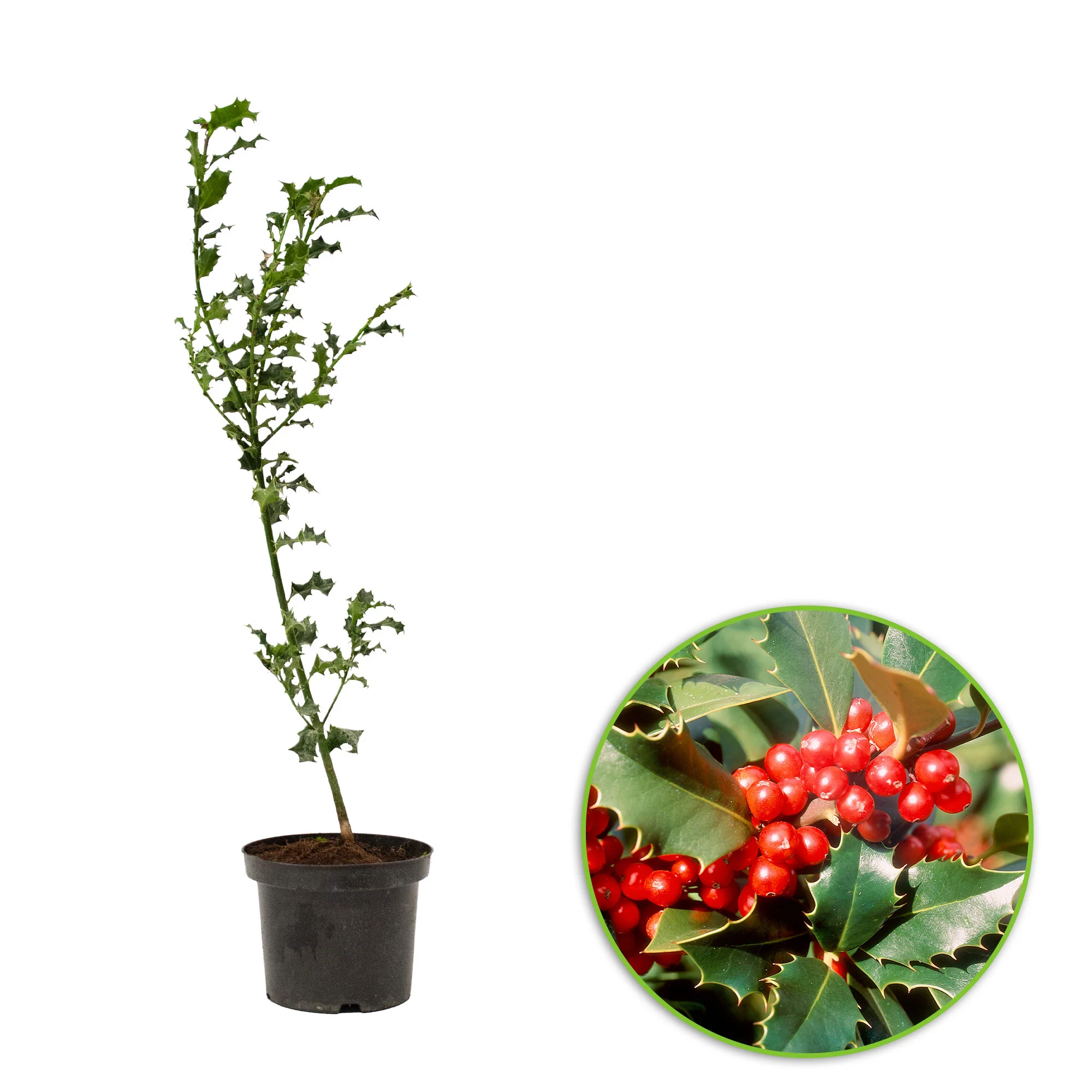 Houx haie Ilex aquifolium rouge-vert - Image 9