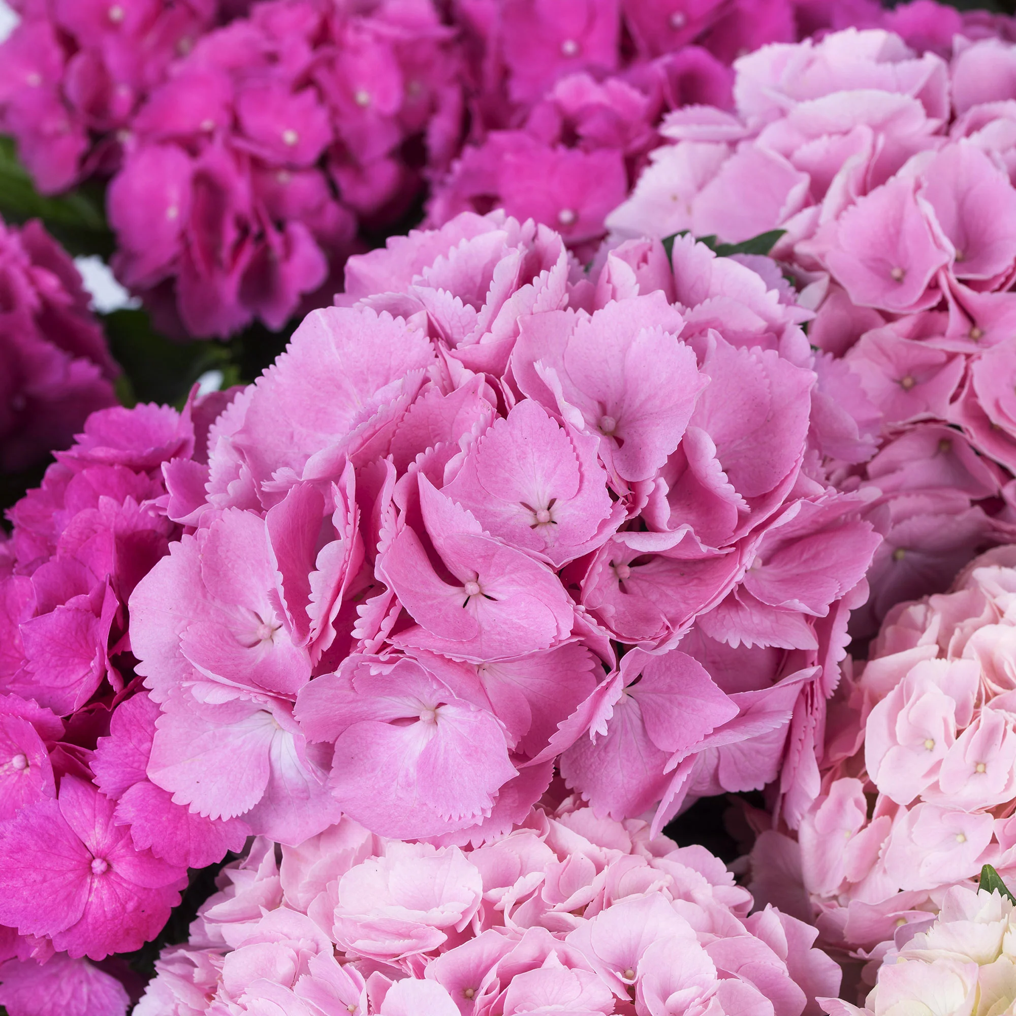 Hydrangea macrophylla 'Three Sisters Pink' Rose - Image 2