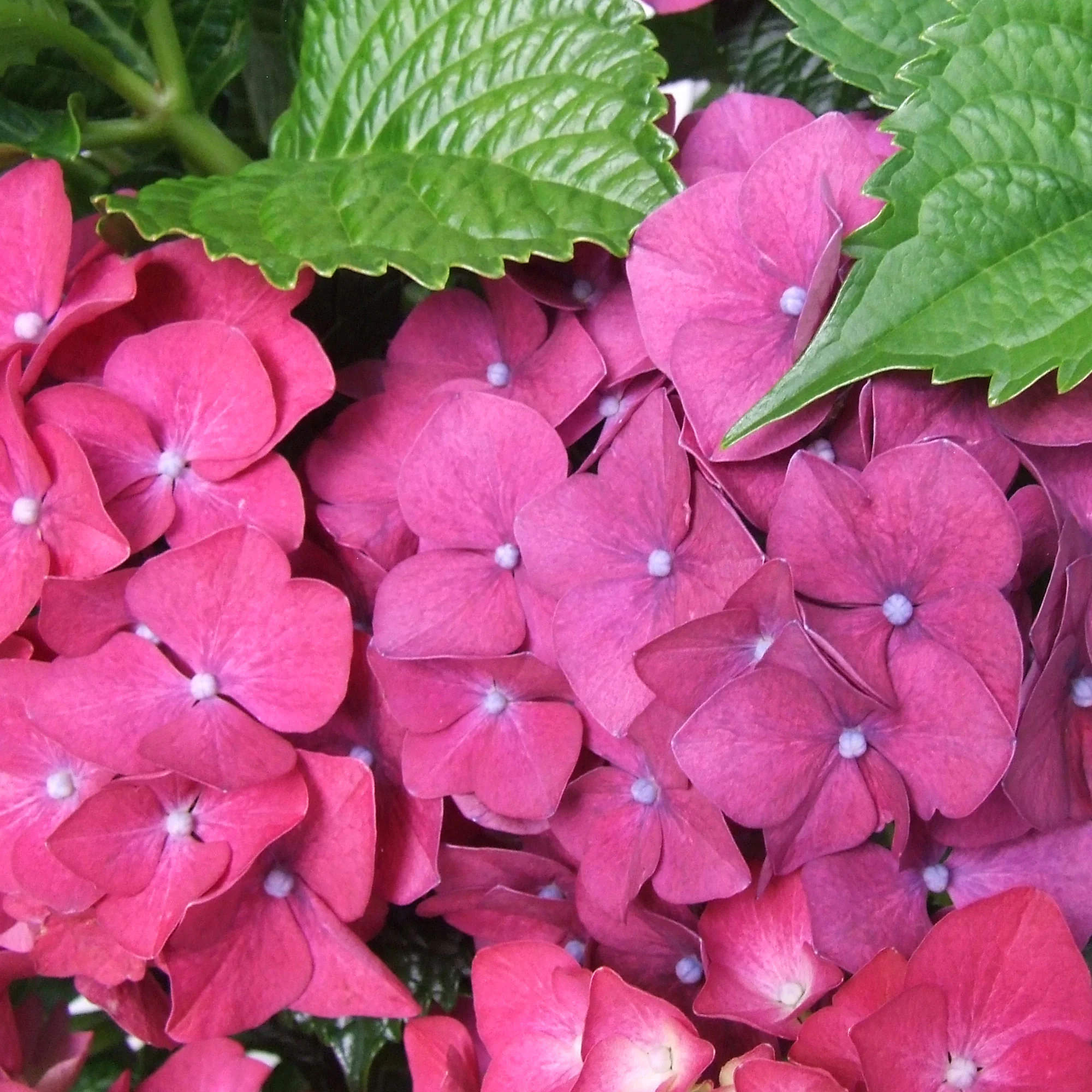 Hydrangea macrophylla Violet - Image 2