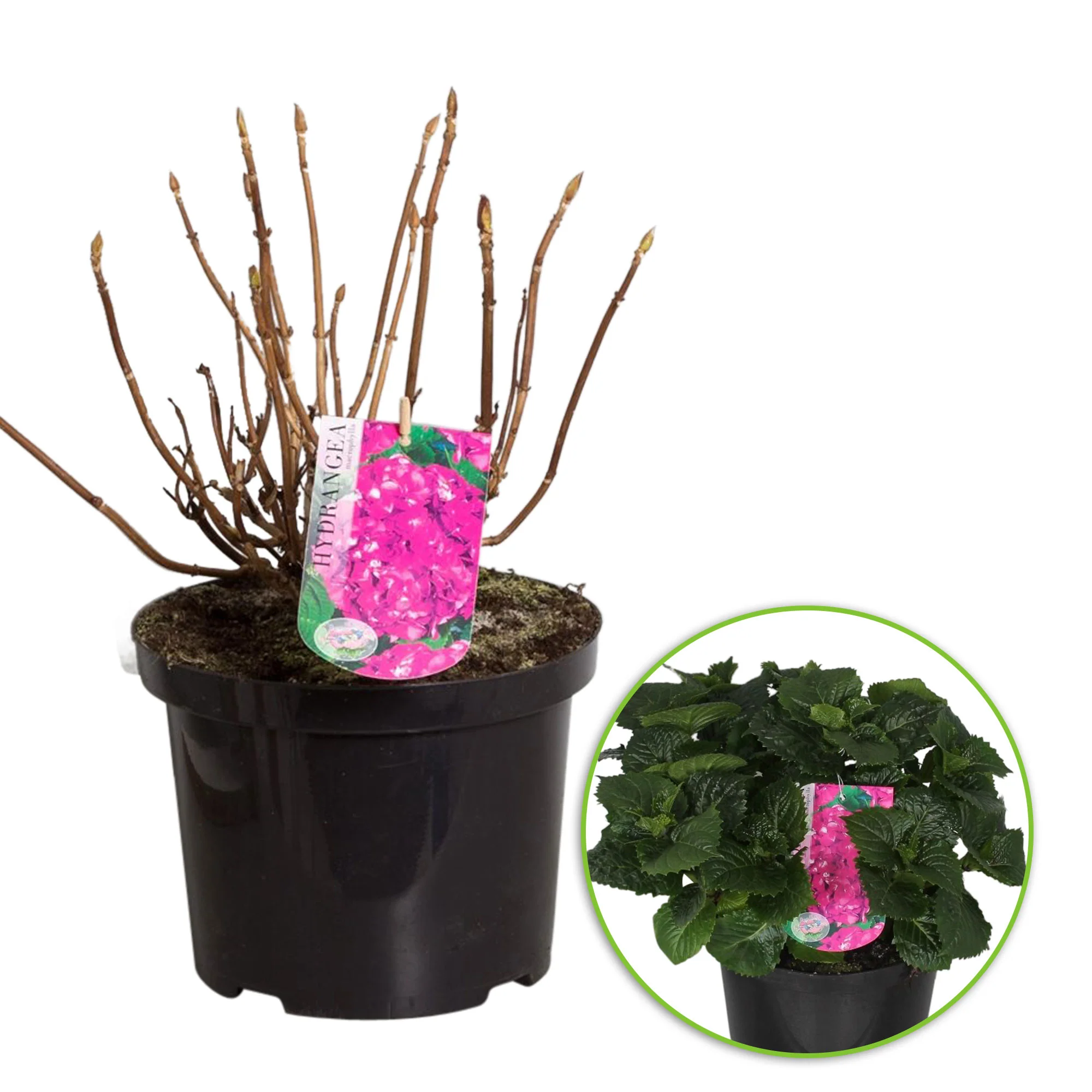 Hydrangea macrophylla Violet - Image 3