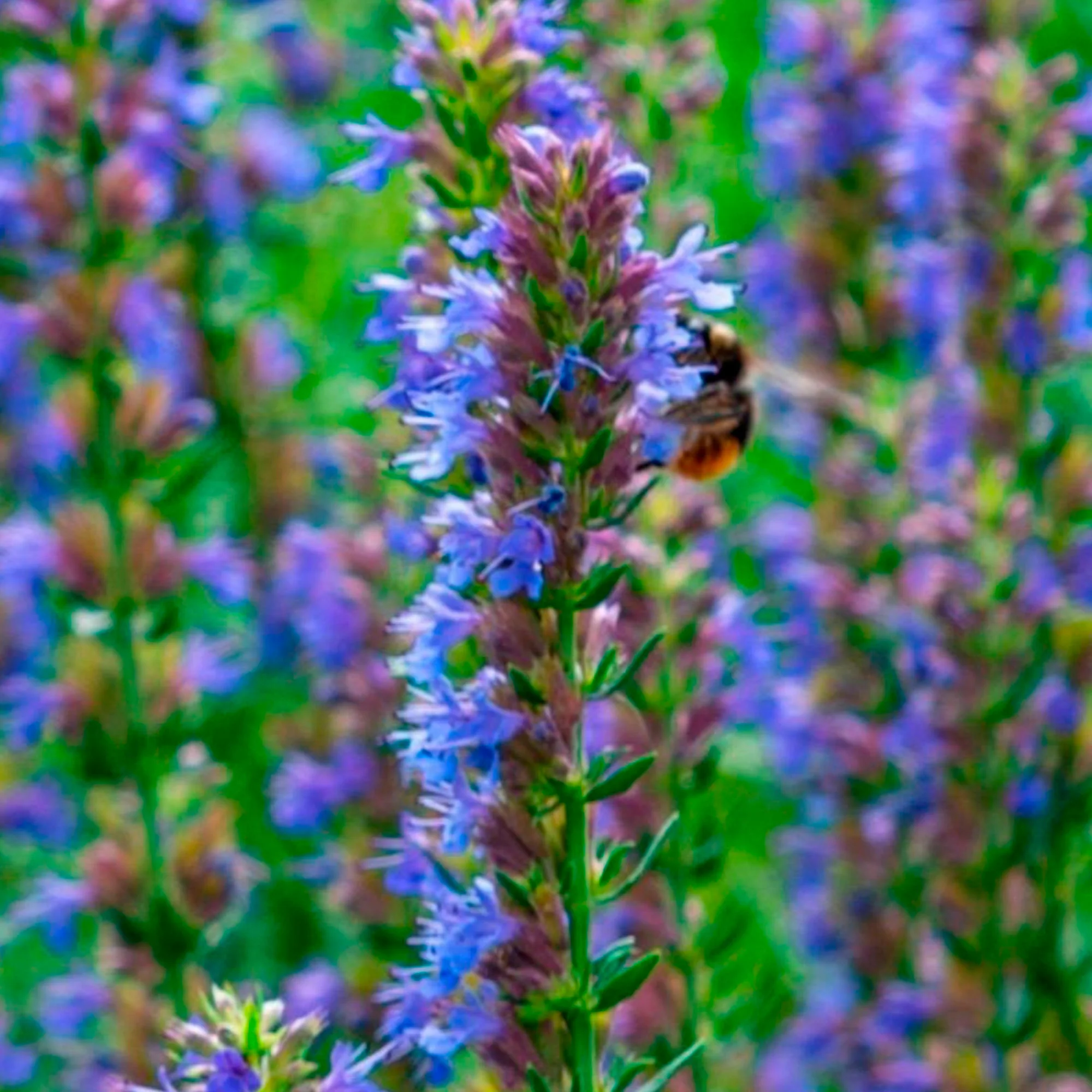 Hysope Hyssopus officinalis bleu Biologique - Image 3