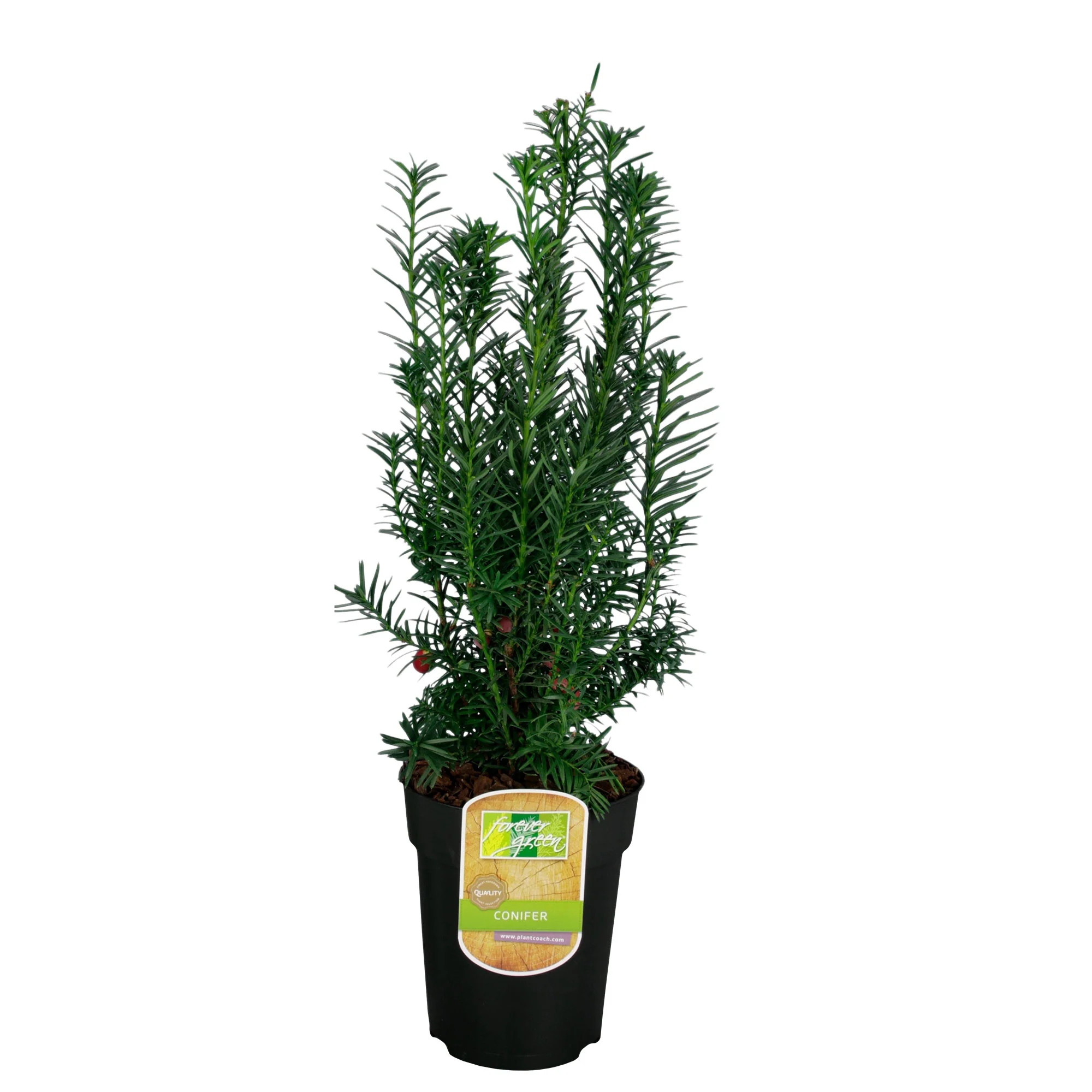 If commun Taxus 'Hicksii' vert - Image 4