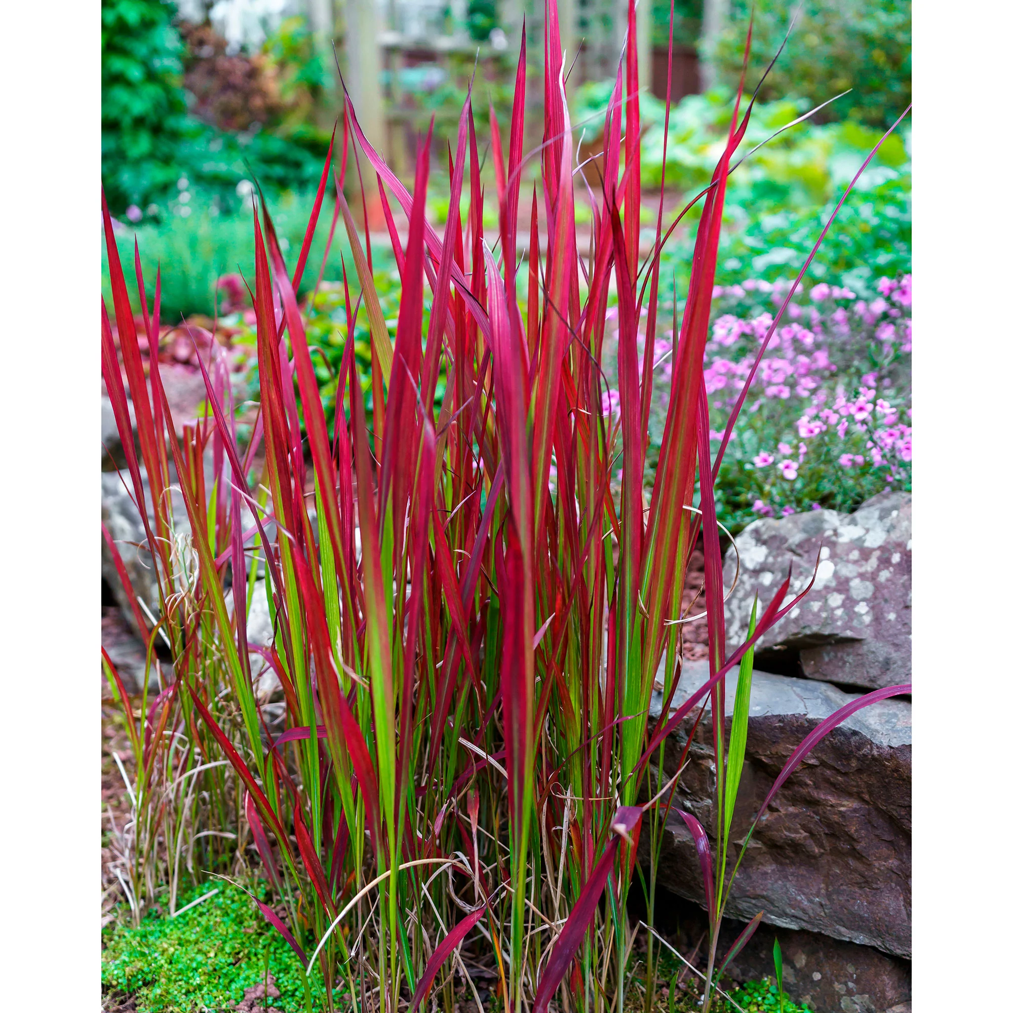 Imperata cylindrica Imperata 'Red Baron' vert-rouge - Image 7