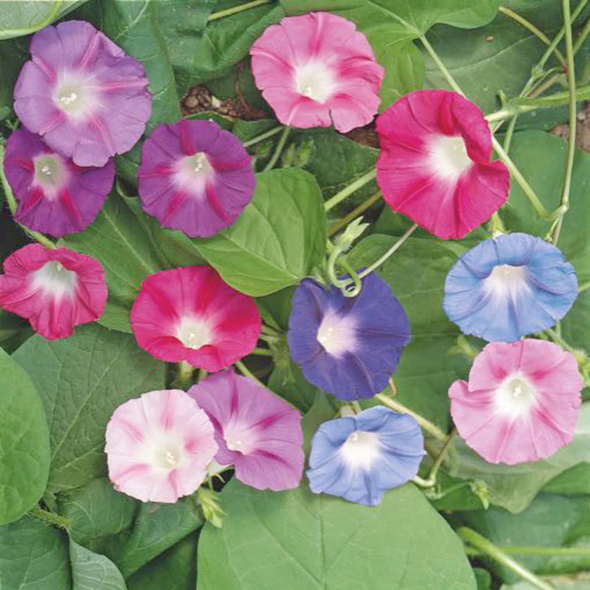 Ipomée Ipomoea - Biologique mix - Semences de fleurs Mélange de couleurs - Image 2