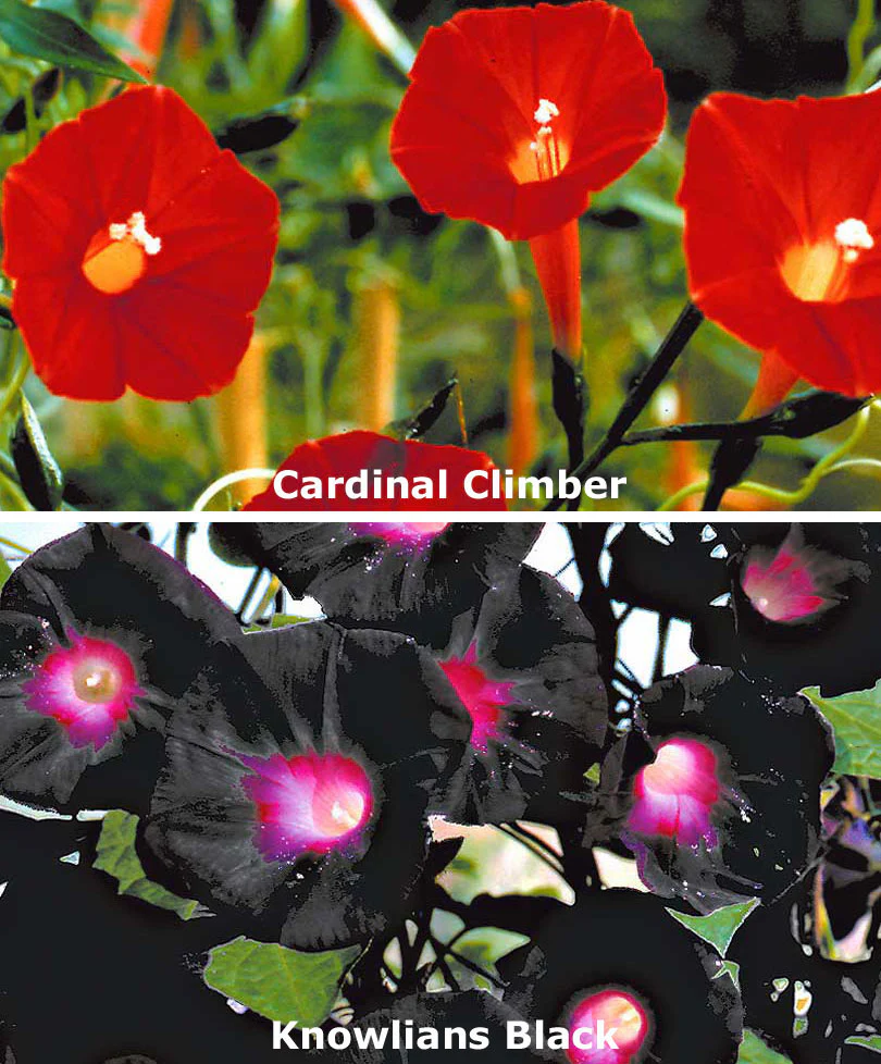 Ipomées 'Knowlians Black' + 'Cardinal Climber' Mix - Image 2