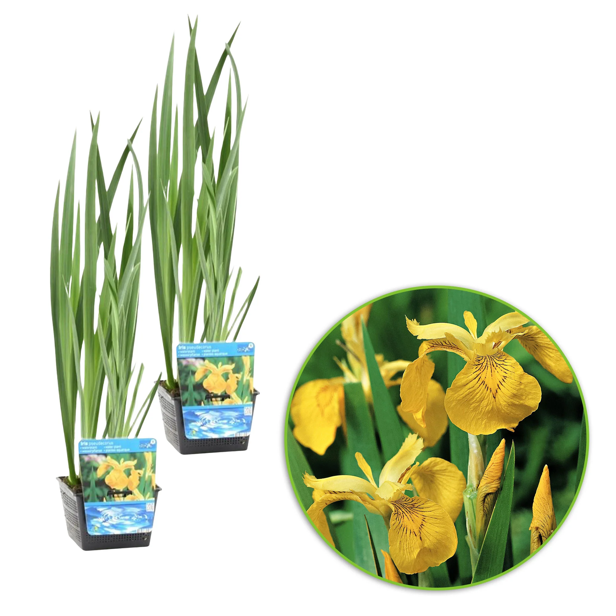 Iris jaune pseudacorus jaune - Plante des marais, Plante de berge - Image 6