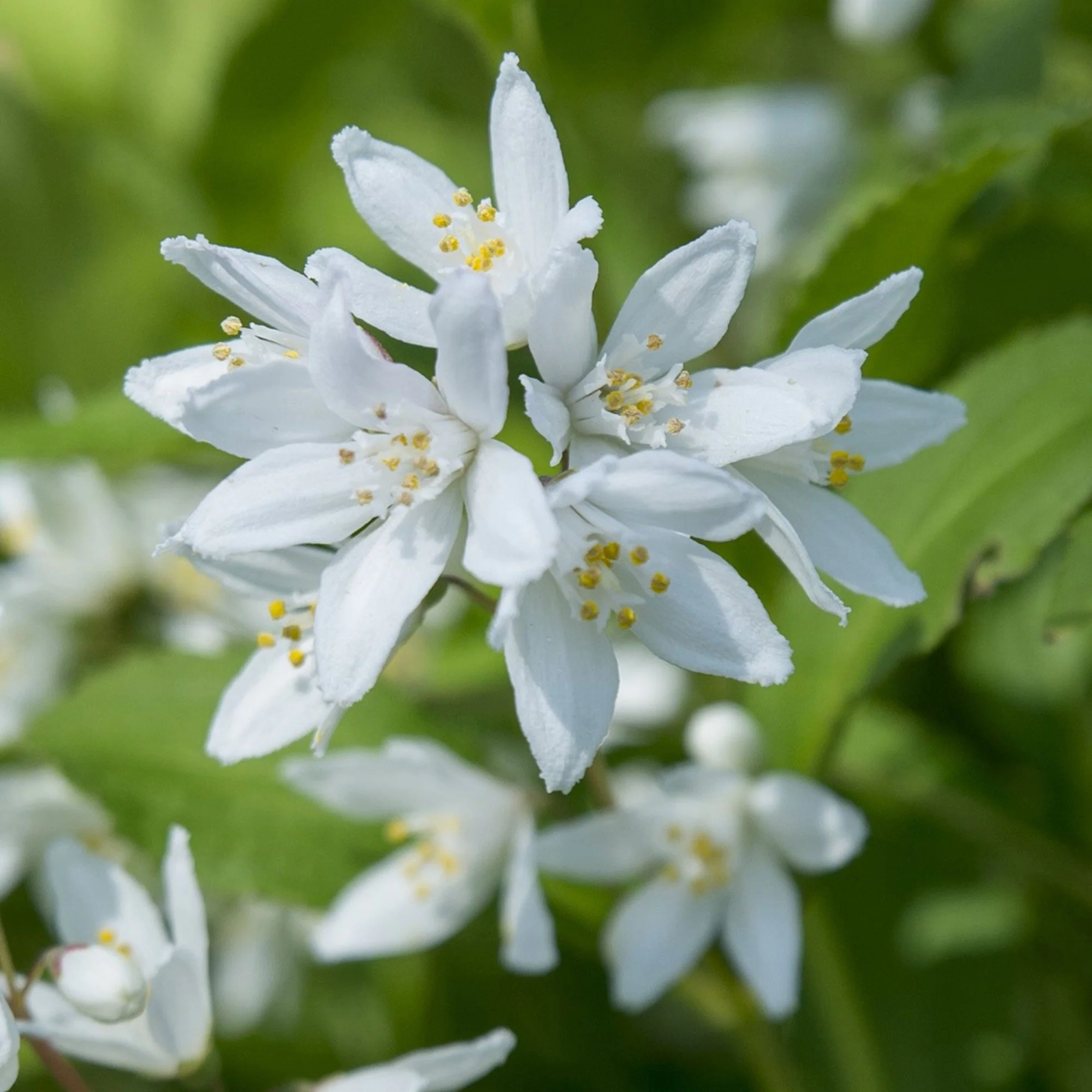 Jasmin de Madagascar Deutzia 'Yuki Snowflake' rose - Image 2