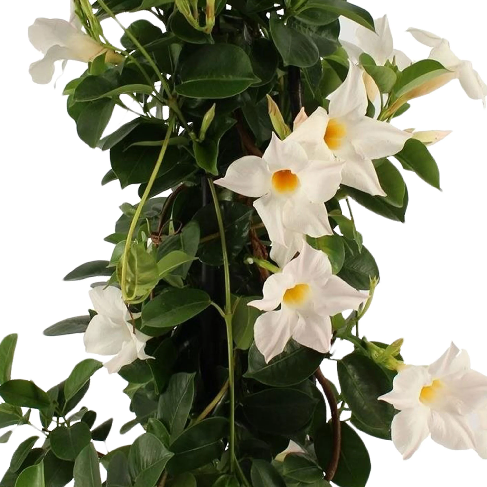 Jasmin du Chili Mandevilla piramide blanc - Image 3