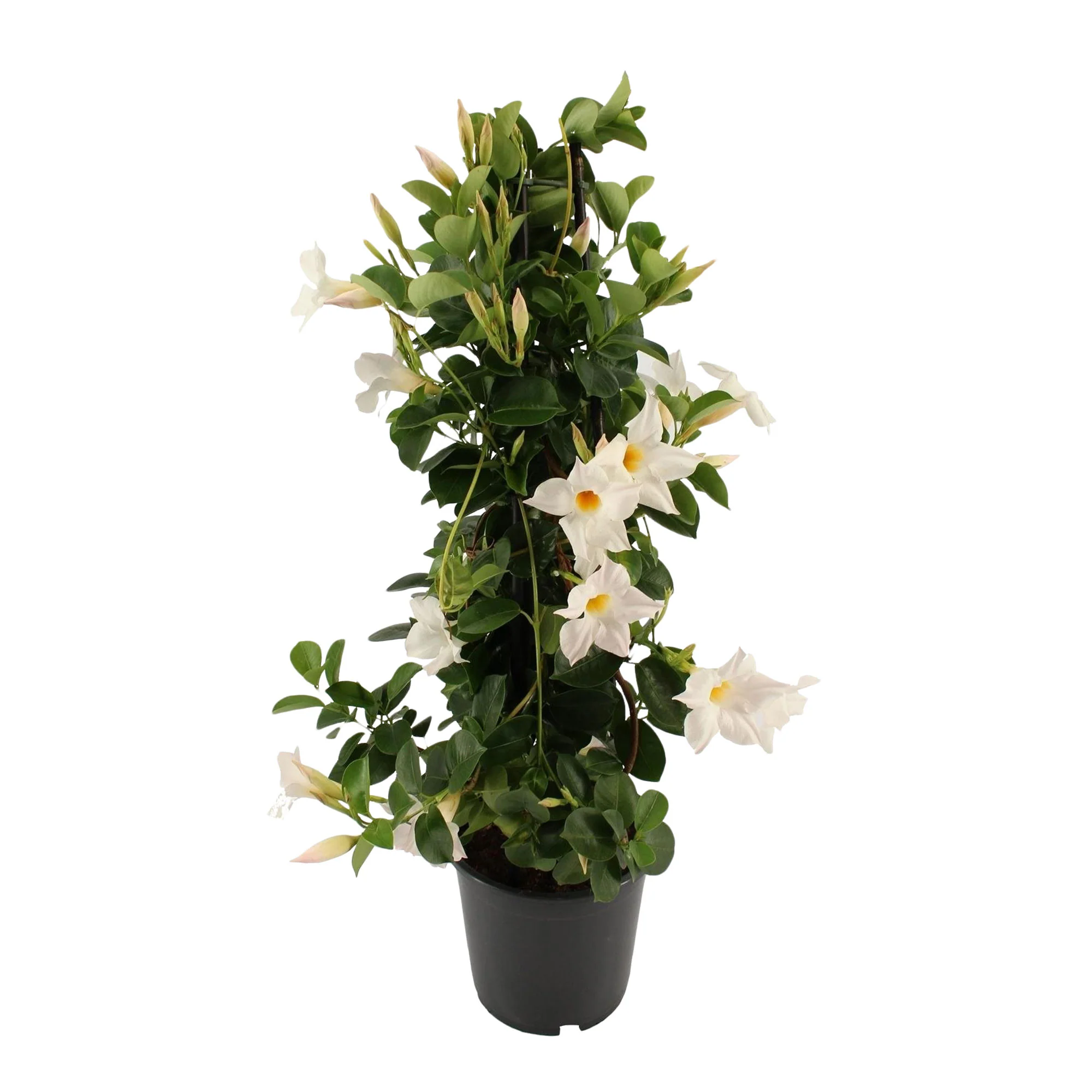 Jasmin du Chili Mandevilla piramide blanc - Image 4
