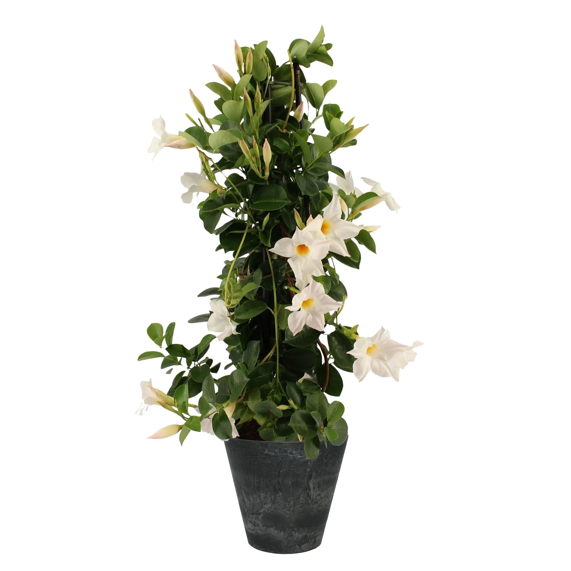 Jasmin du Chili Mandevilla piramide blanc avec cache-pot noir - Image 2