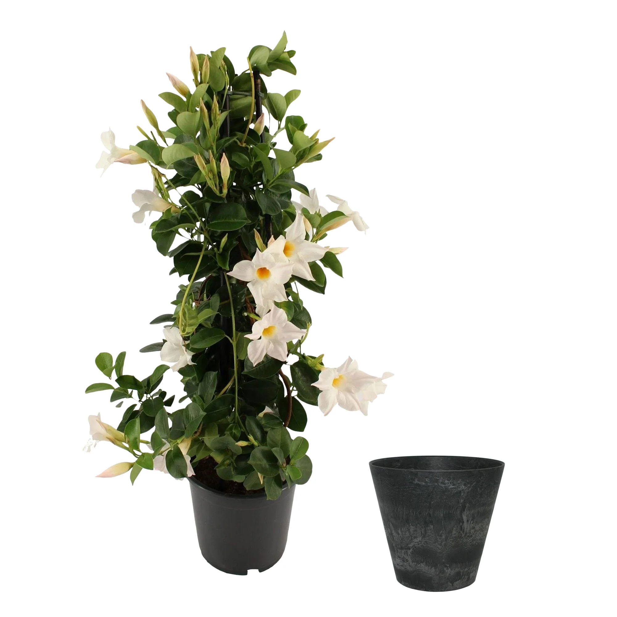 Jasmin du Chili Mandevilla piramide blanc avec cache-pot noir - Image 4