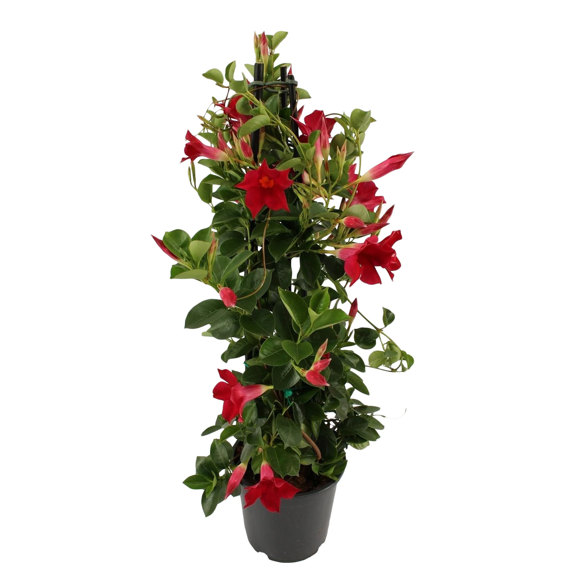 Jasmin du Chili Mandevilla piramide rouge - Image 4