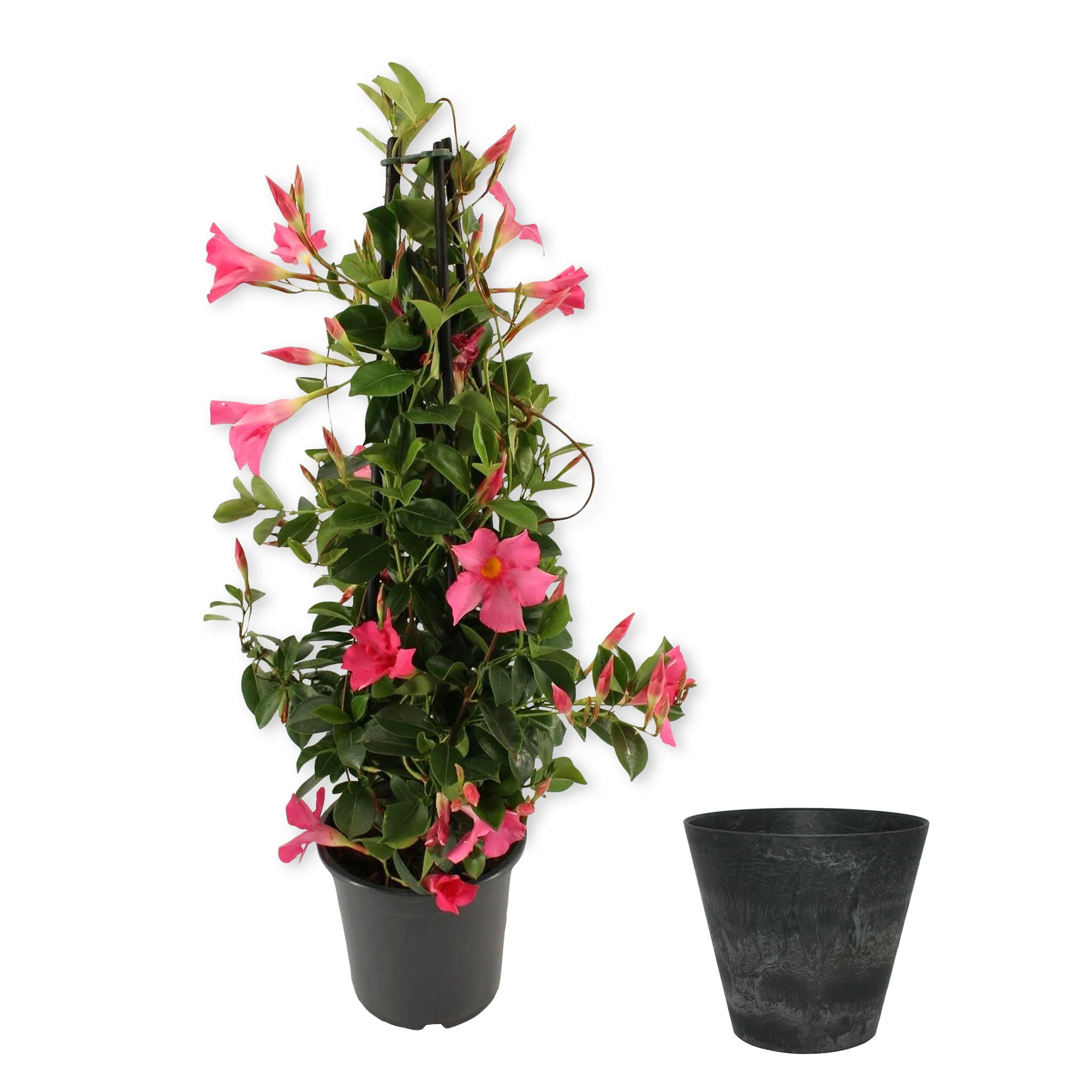 Jasmin du Chili Mandevilla piramide rouge avec cache-pot noir - Image 4