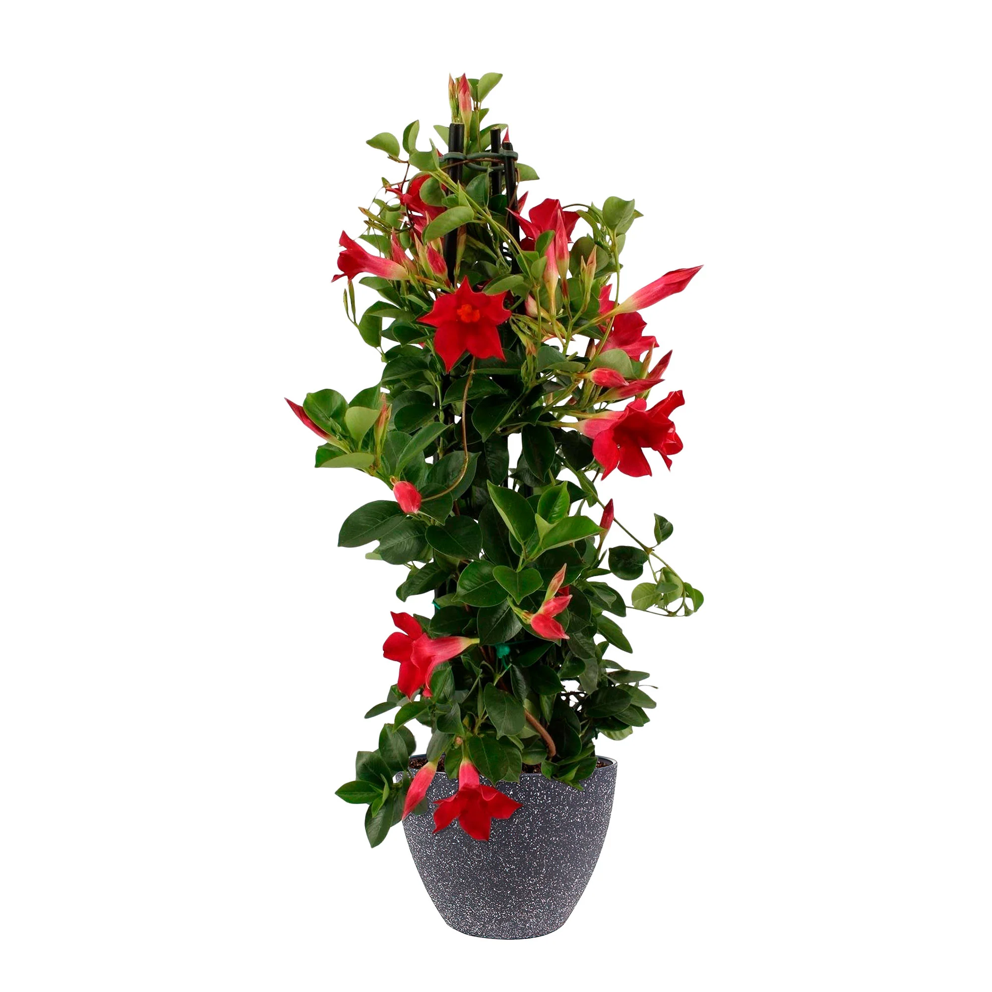 Jasmin du Chili Mandevilla piramide rouge avec TS cache-pot noir