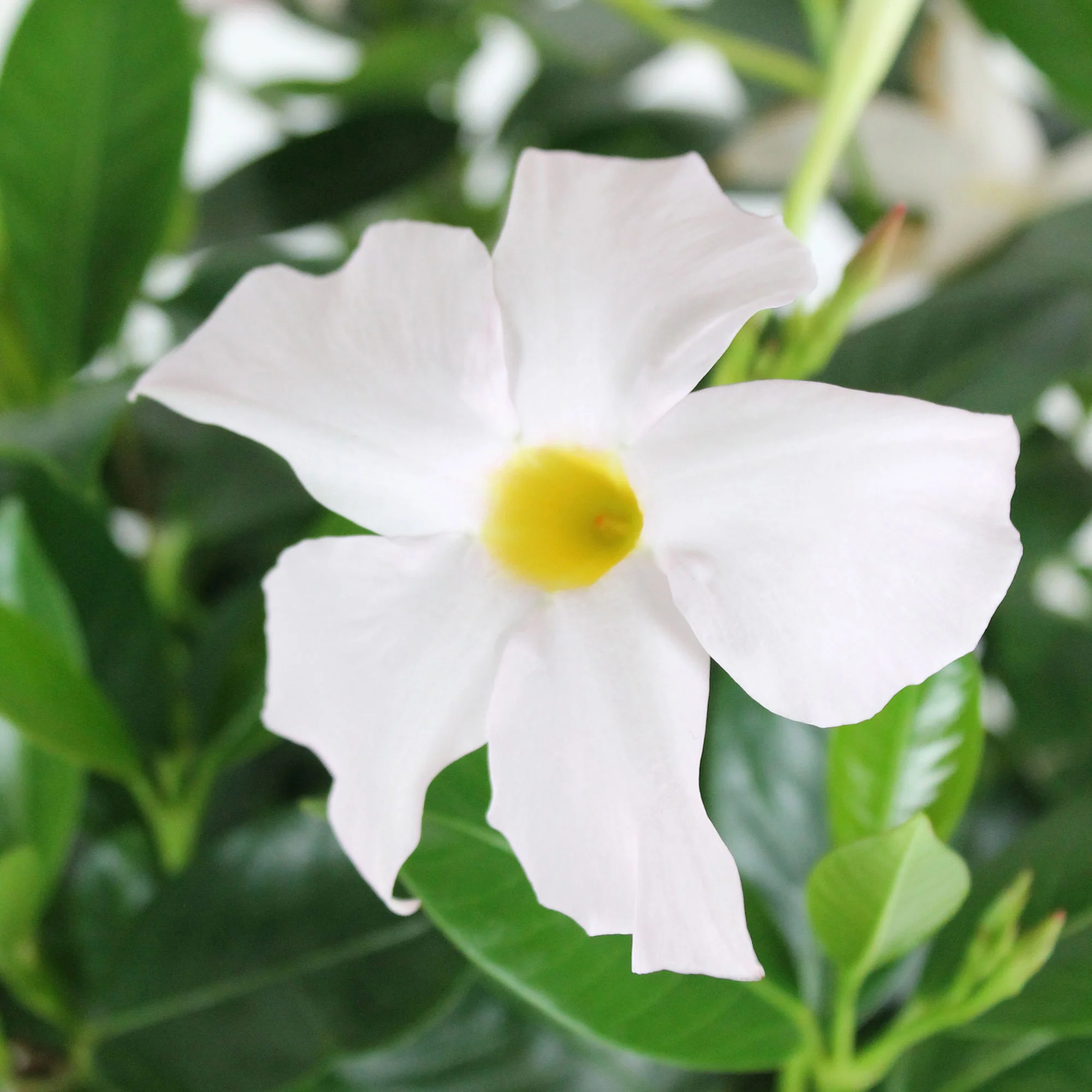 Jasmin du Chili Mandevilla 'Rio' blanc - Image 2