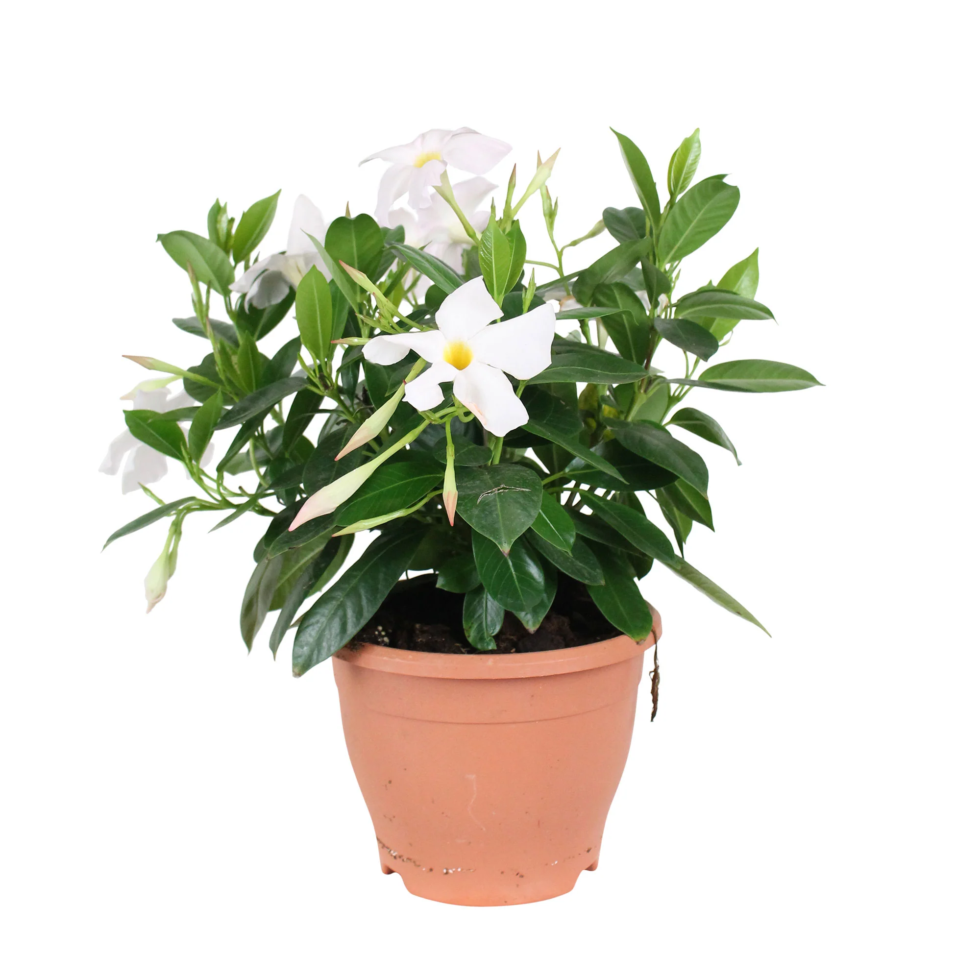 Jasmin du Chili Mandevilla 'Rio' blanc - Image 3