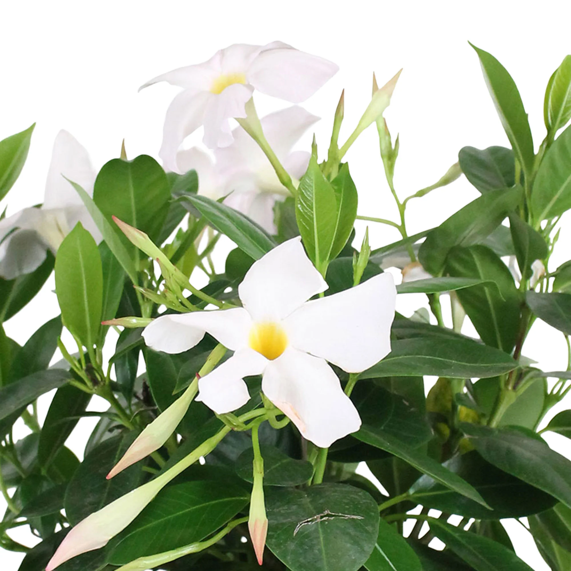 Jasmin du Chili Mandevilla 'Rio' blanc avec cache-pot bleu - Image 3