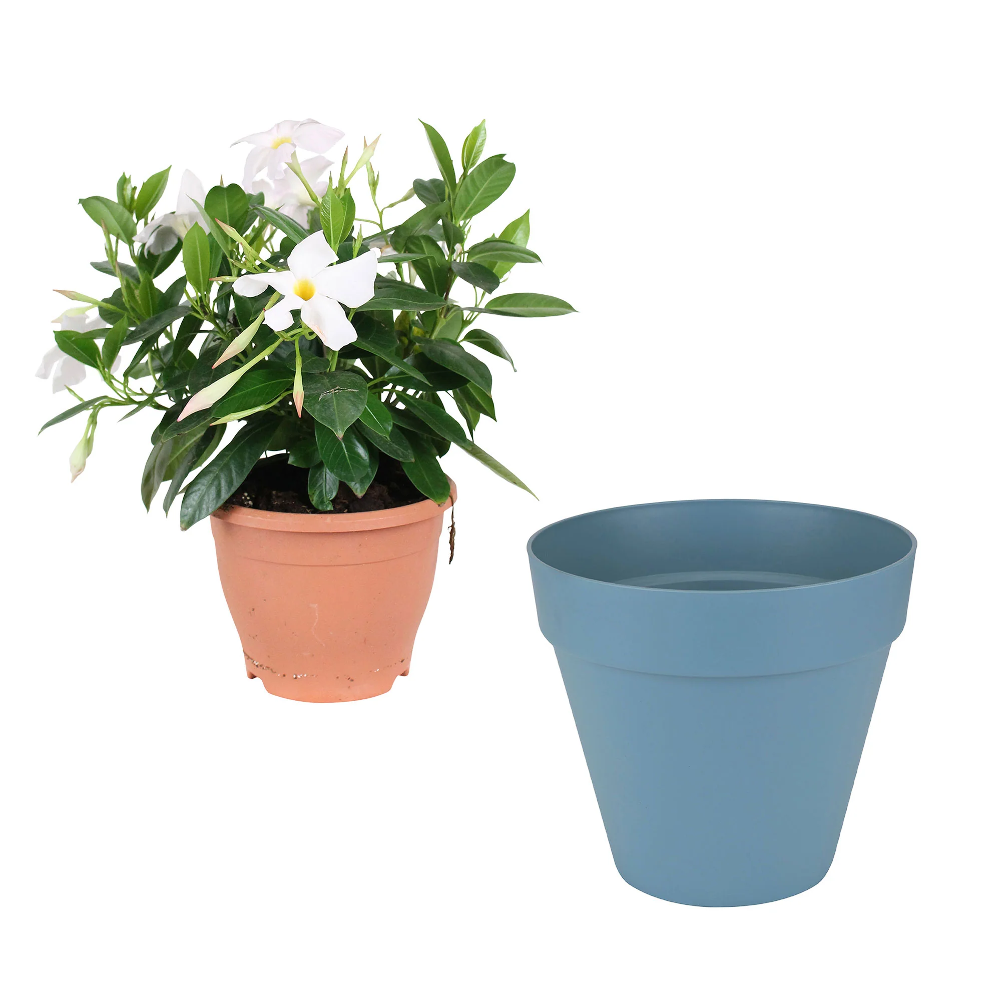Jasmin du Chili Mandevilla 'Rio' blanc avec cache-pot bleu - Image 4