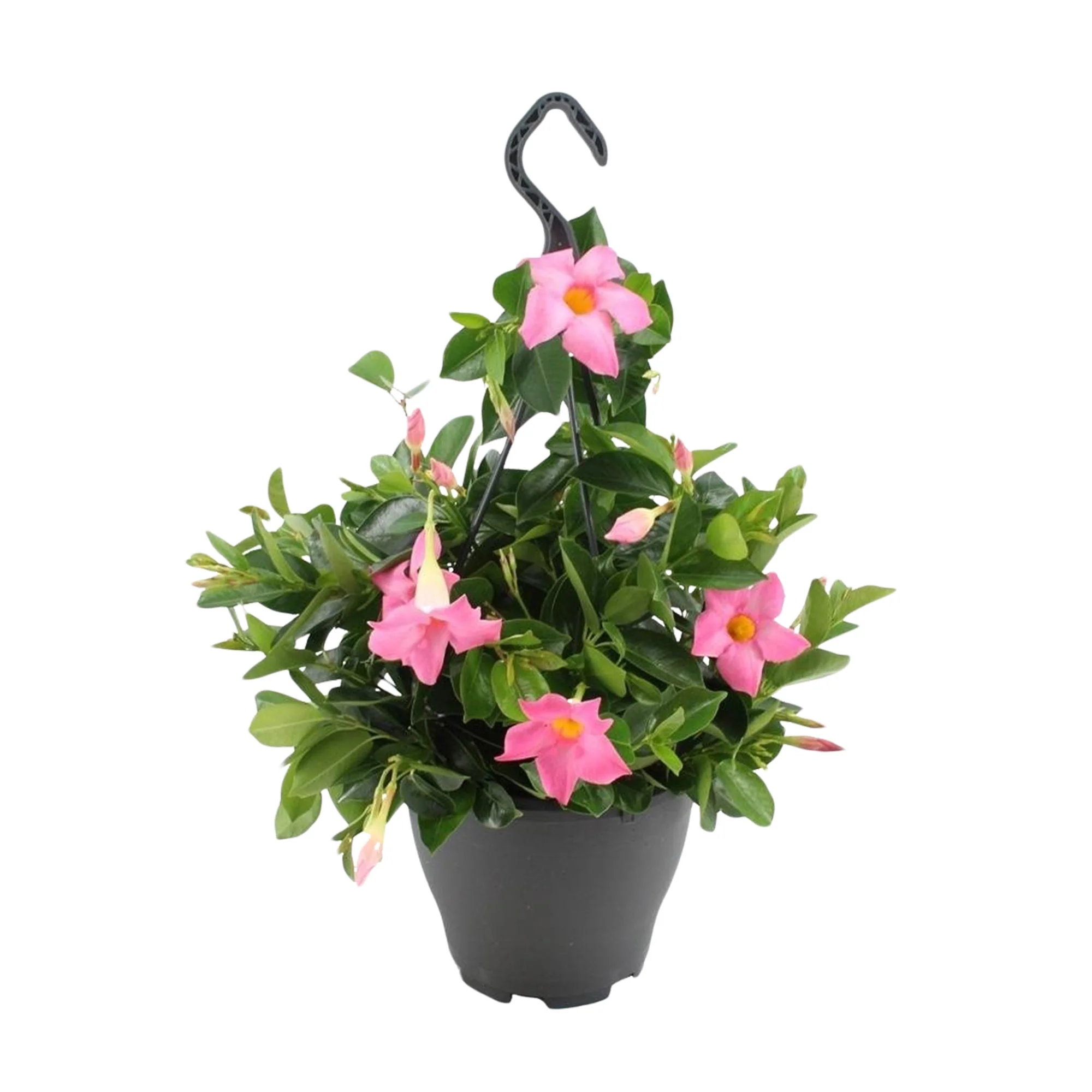 Jasmin du Chili Mandevilla rose pot suspendu inclus - Image 4