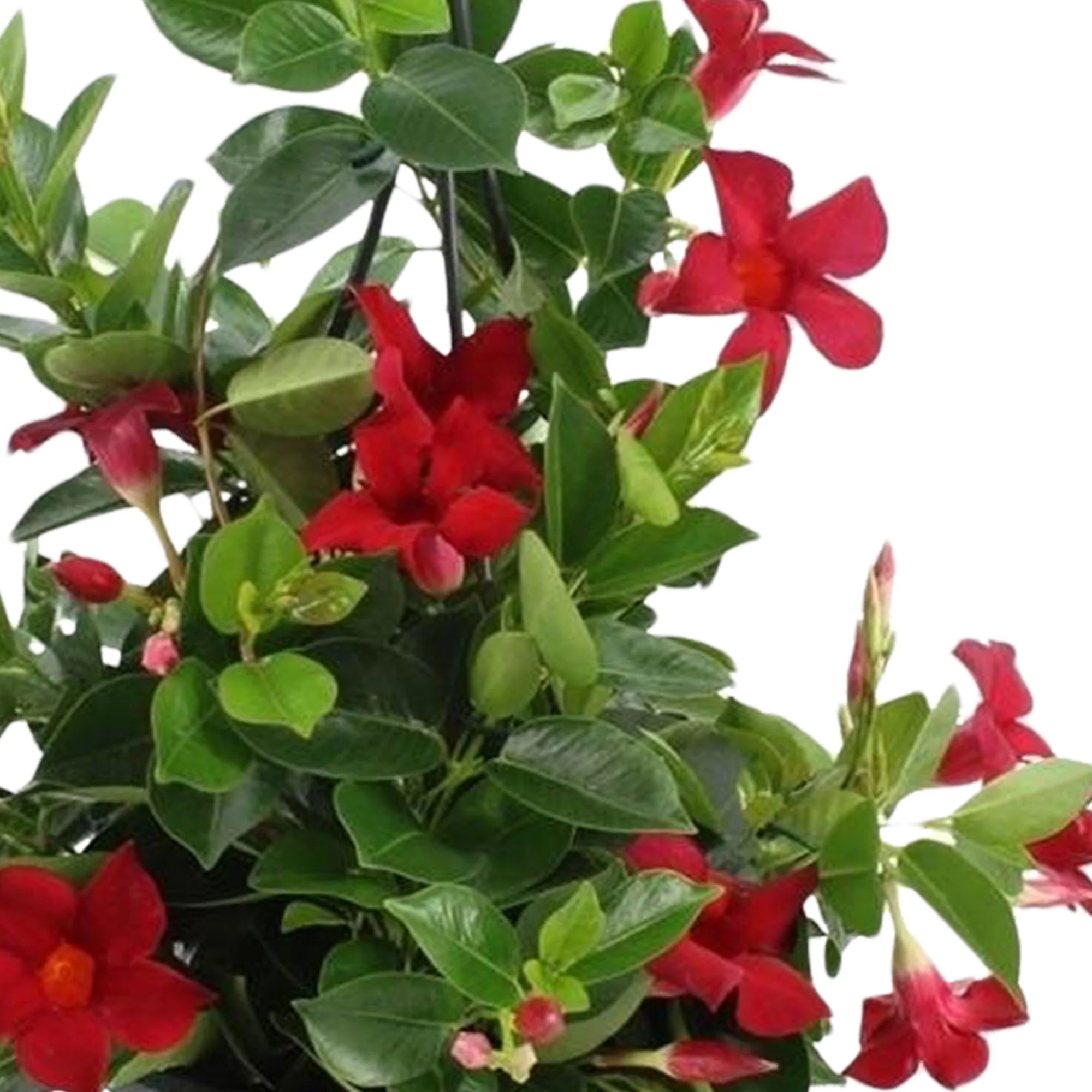 Jasmin du Chili Mandevilla rouge pot suspendu inclus - Image 3