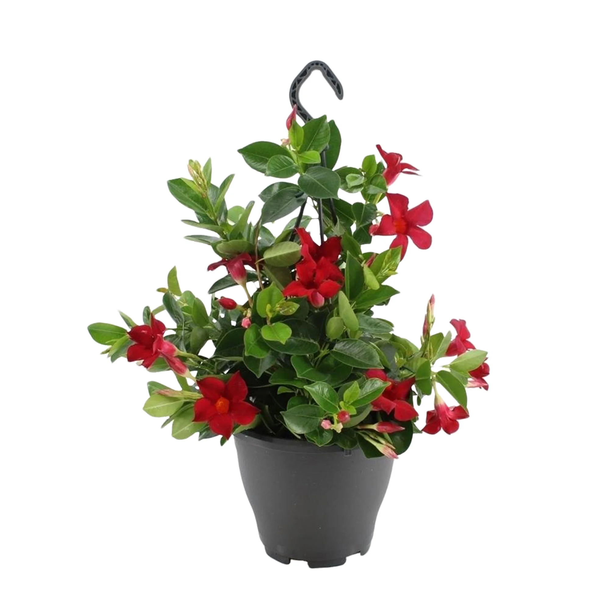 Jasmin du Chili Mandevilla rouge pot suspendu inclus - Image 4