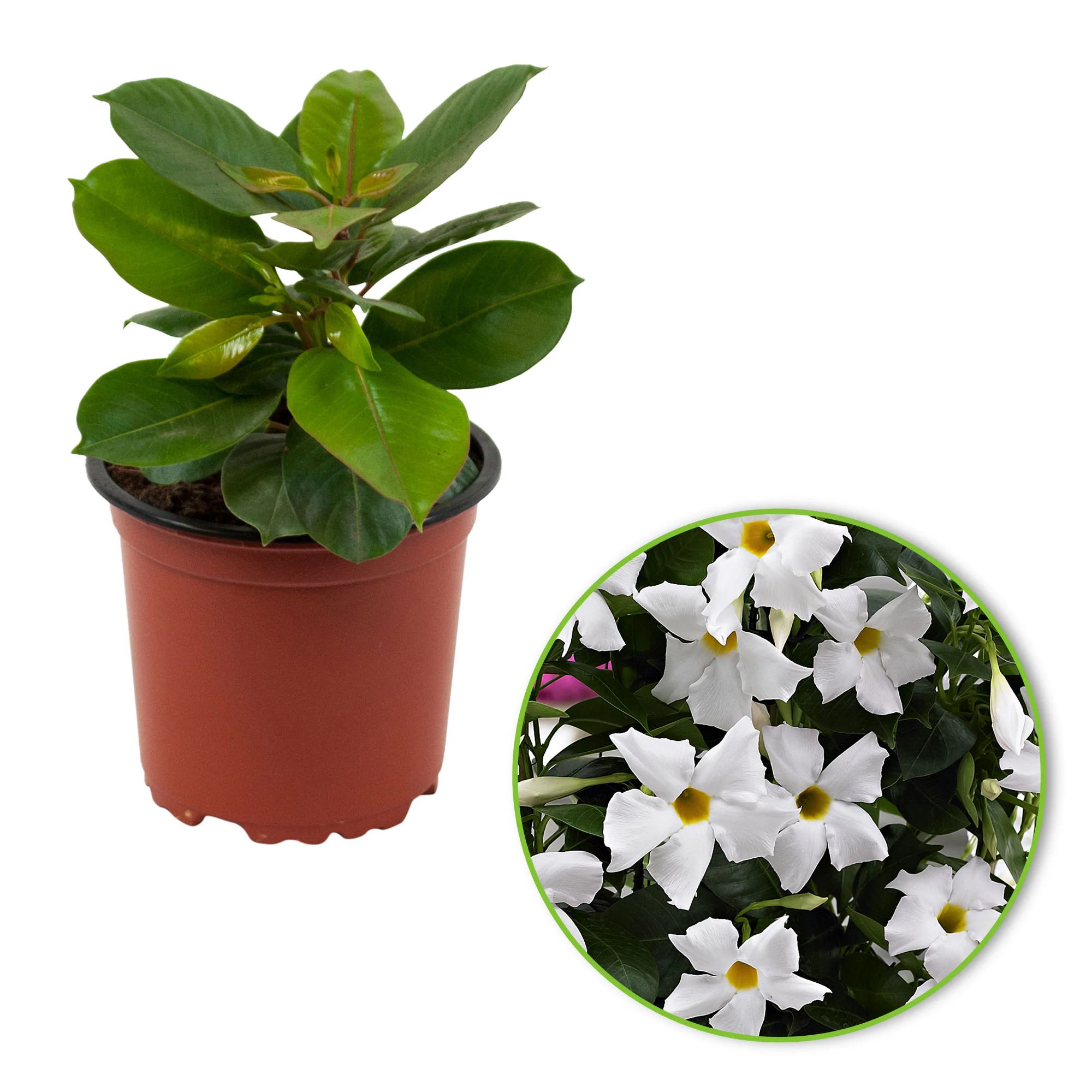 Jasmin du Chili Mandevilla sanderi blanc - Image 2