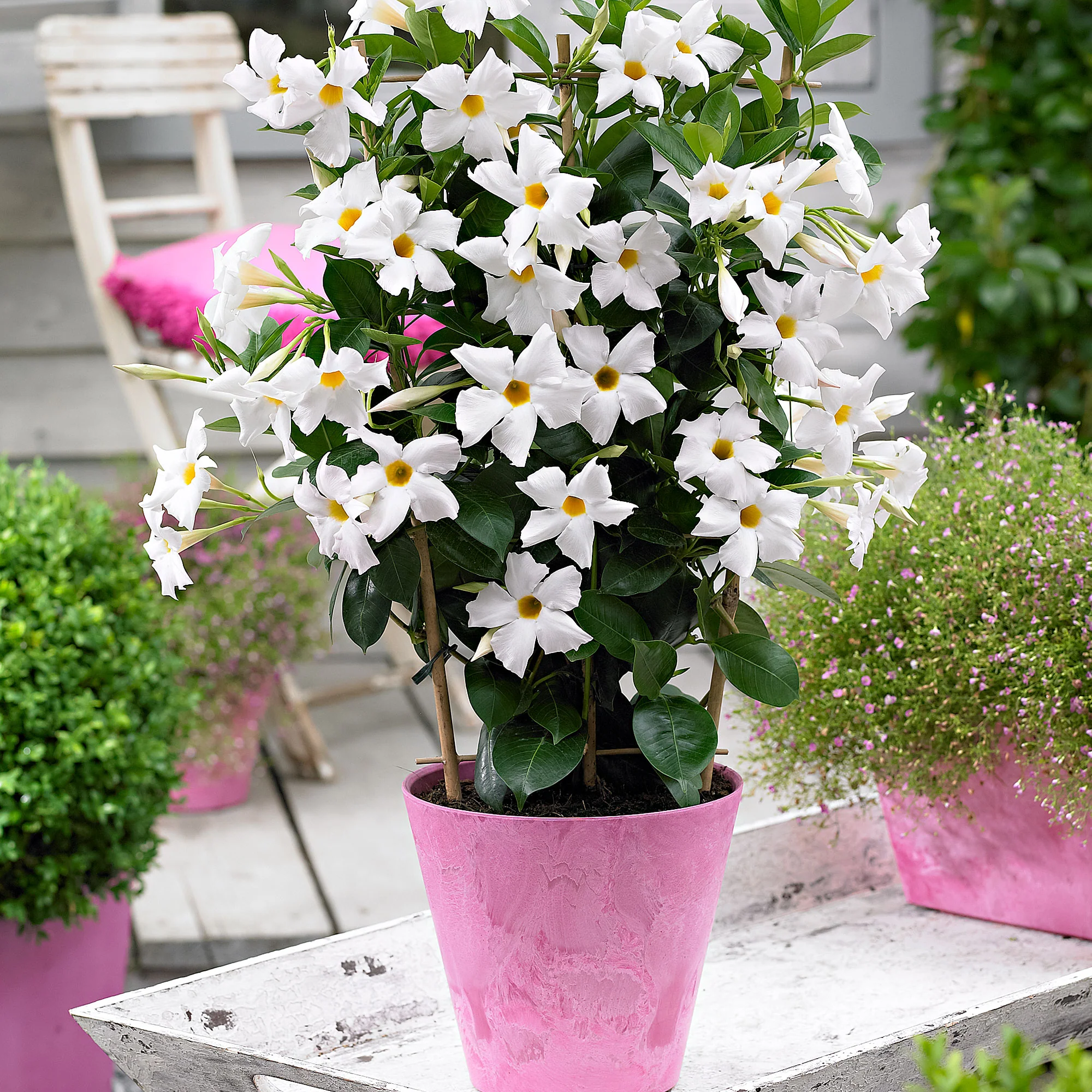 Jasmin du Chili Mandevilla sanderi blanc - Image 5