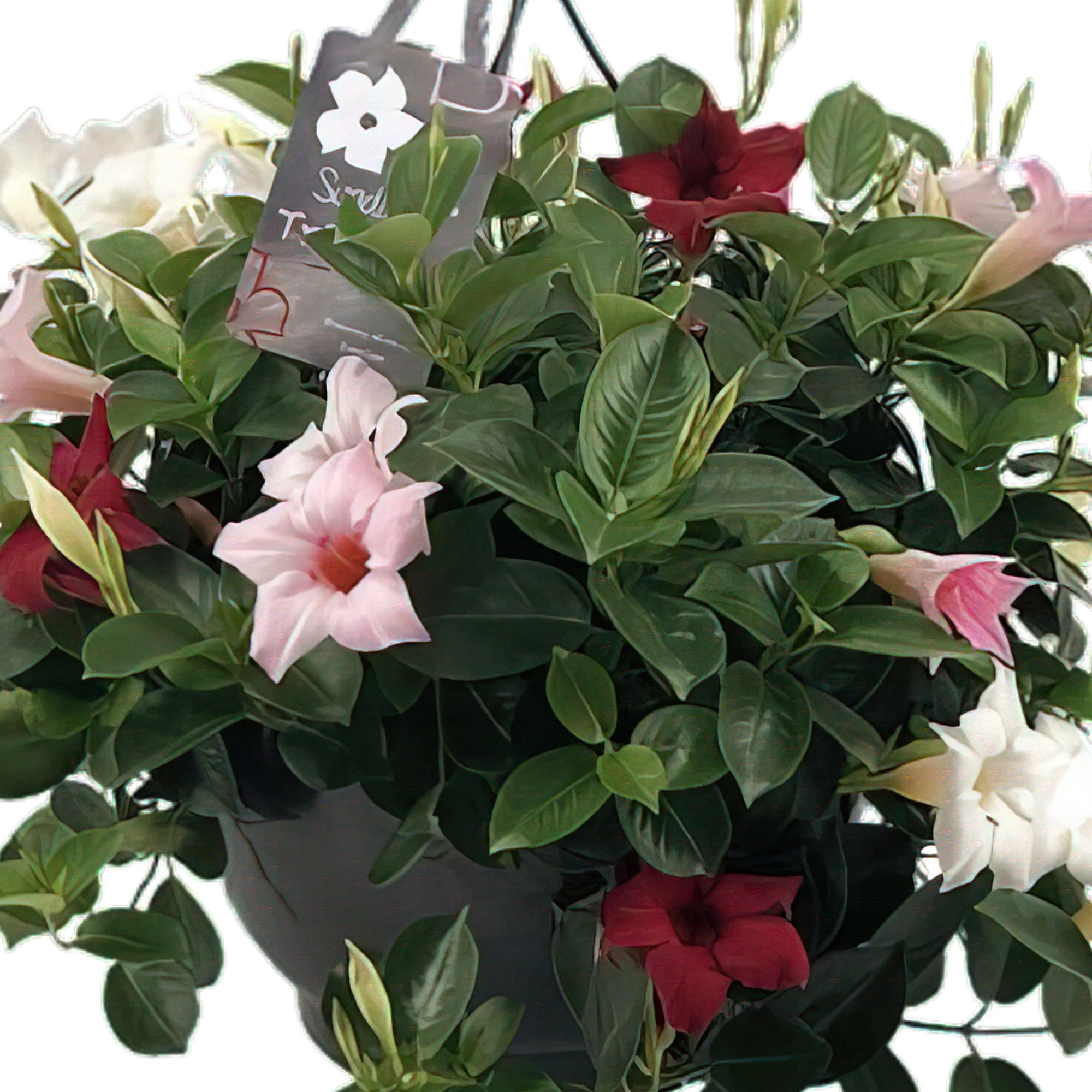 Jasmin du Chili Mandevilla 'Sundaville' rouge-rose-blanc avec pot suspendu - Image 3