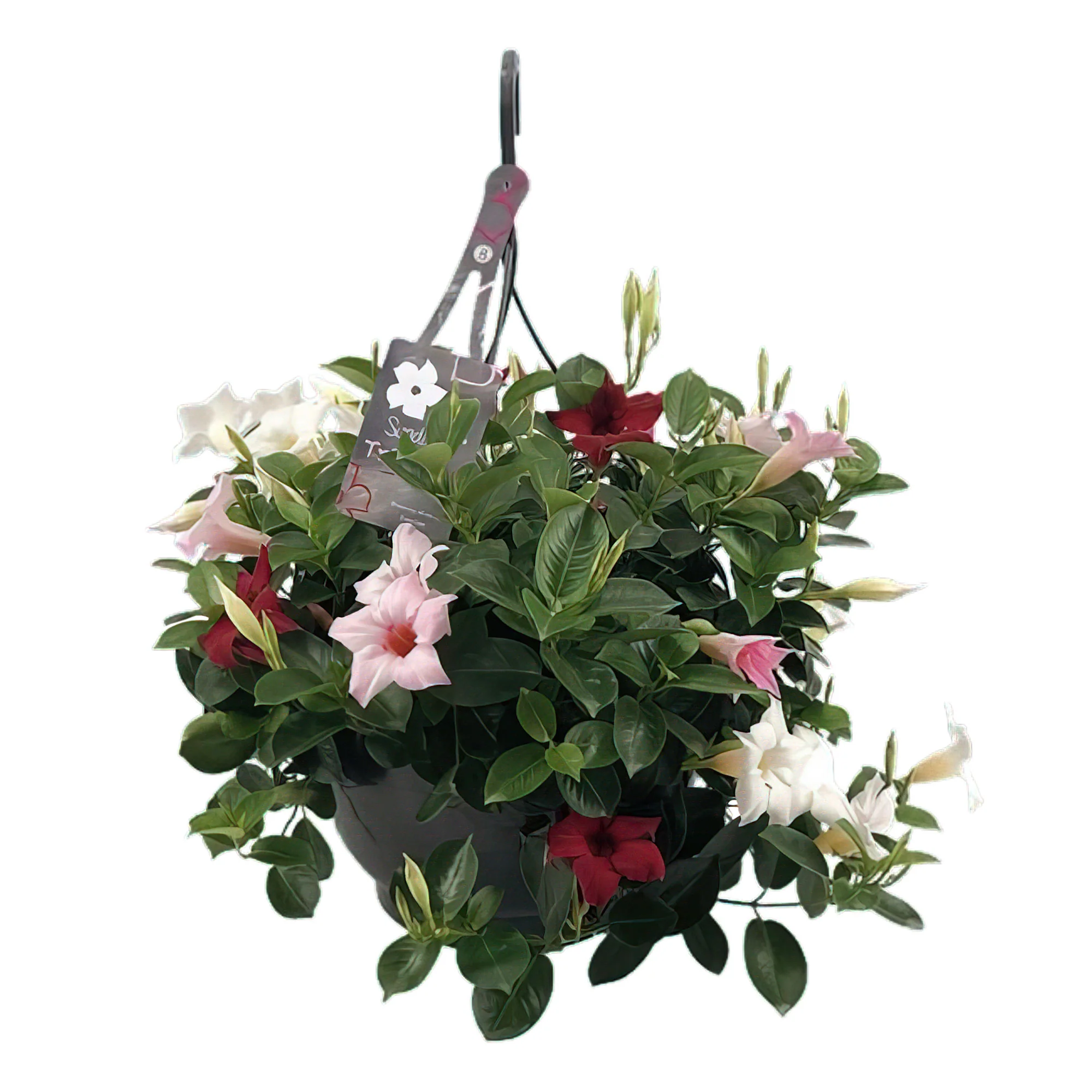 Jasmin du Chili Mandevilla 'Sundaville' rouge-rose-blanc avec pot suspendu - Image 4