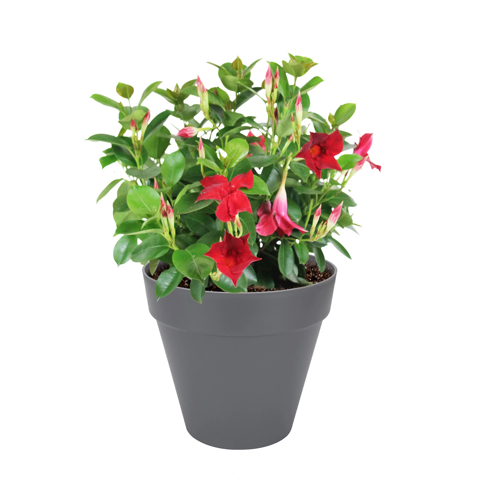 Jasmin du Chili Mandevilla 'Vogue Audry' rouge avec cache-pot anthracite - Image 2