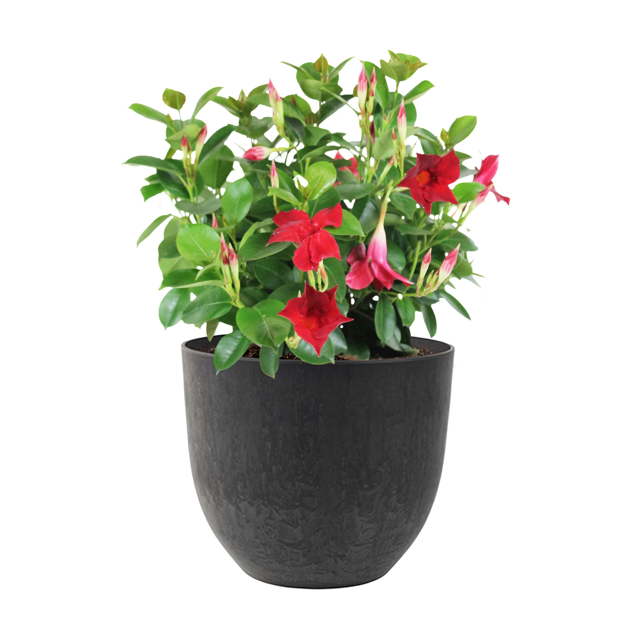 Jasmin du Chili Mandevilla 'Vogue Audry' rouge avec cache-pot noir