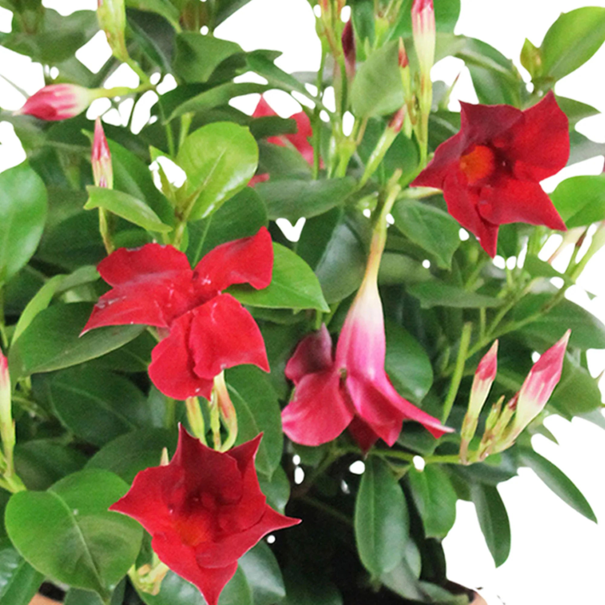Jasmin du Chili Mandevilla 'Vogue Audry' rouge avec cache-pot noir - Image 3