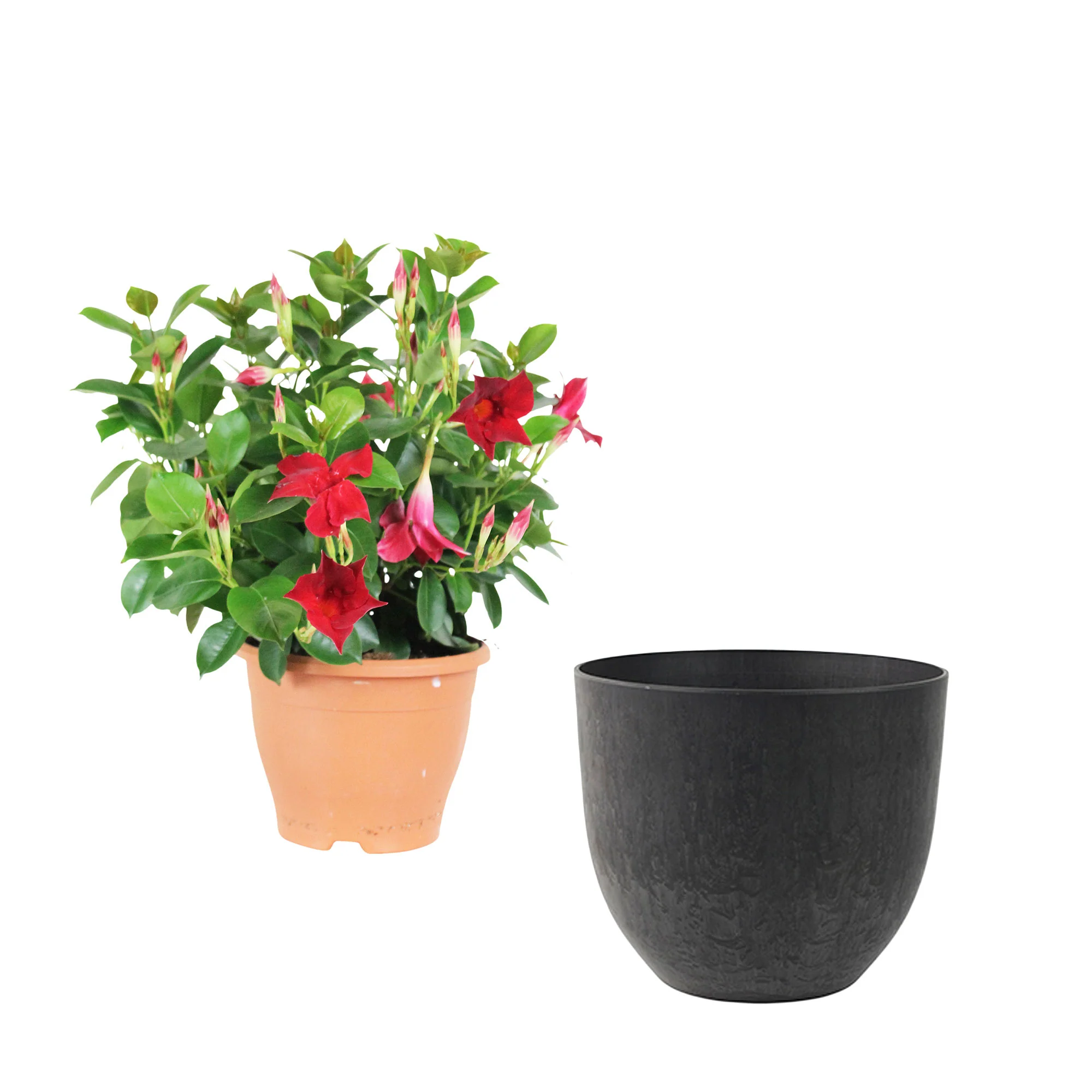 Jasmin du Chili Mandevilla 'Vogue Audry' rouge avec cache-pot noir - Image 4