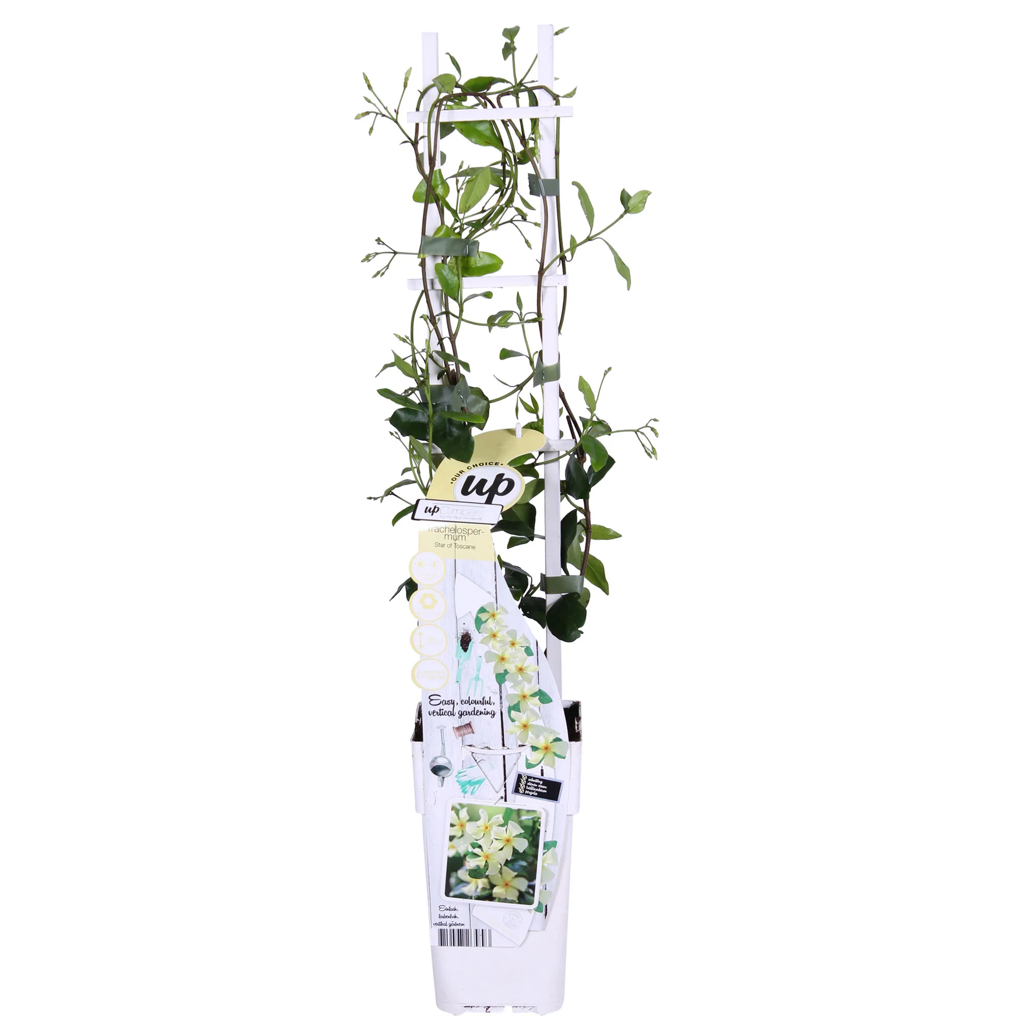 Jasmin étoilé Trachelospermum 'Star of Ibiza' rose - Image 3