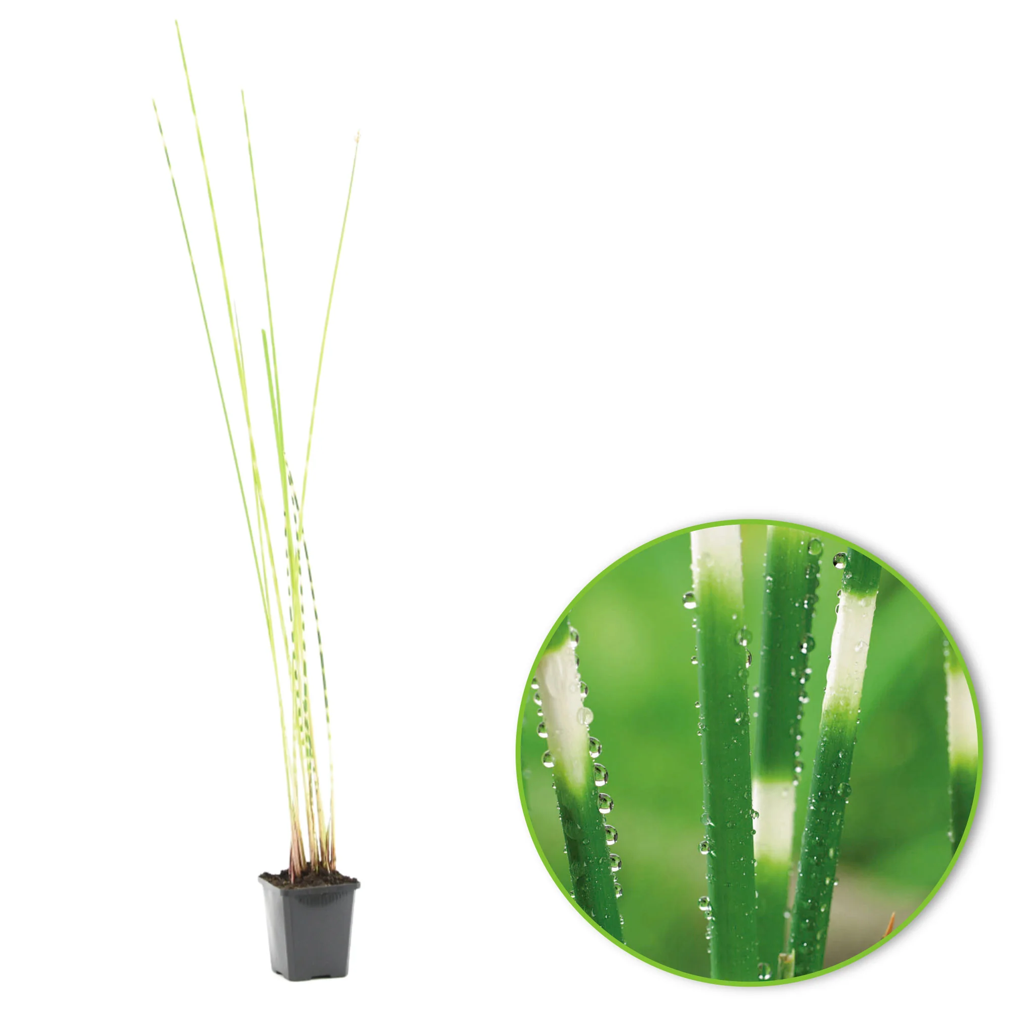 Jonc des chaisiers glauque Schoenoplectus 'Zebrinus' - Plante des marais - Image 9