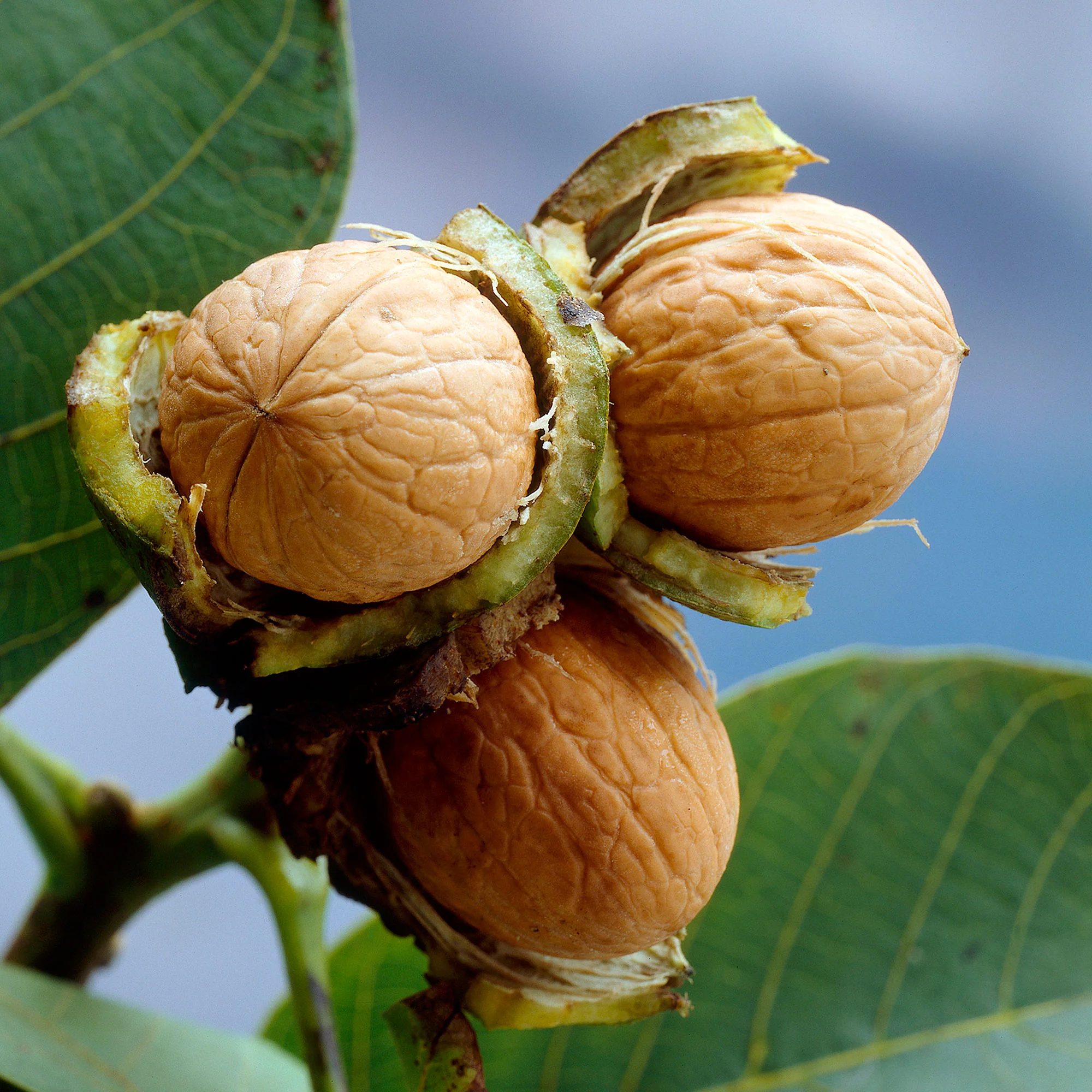 Juglans regia - Bio - Image 3
