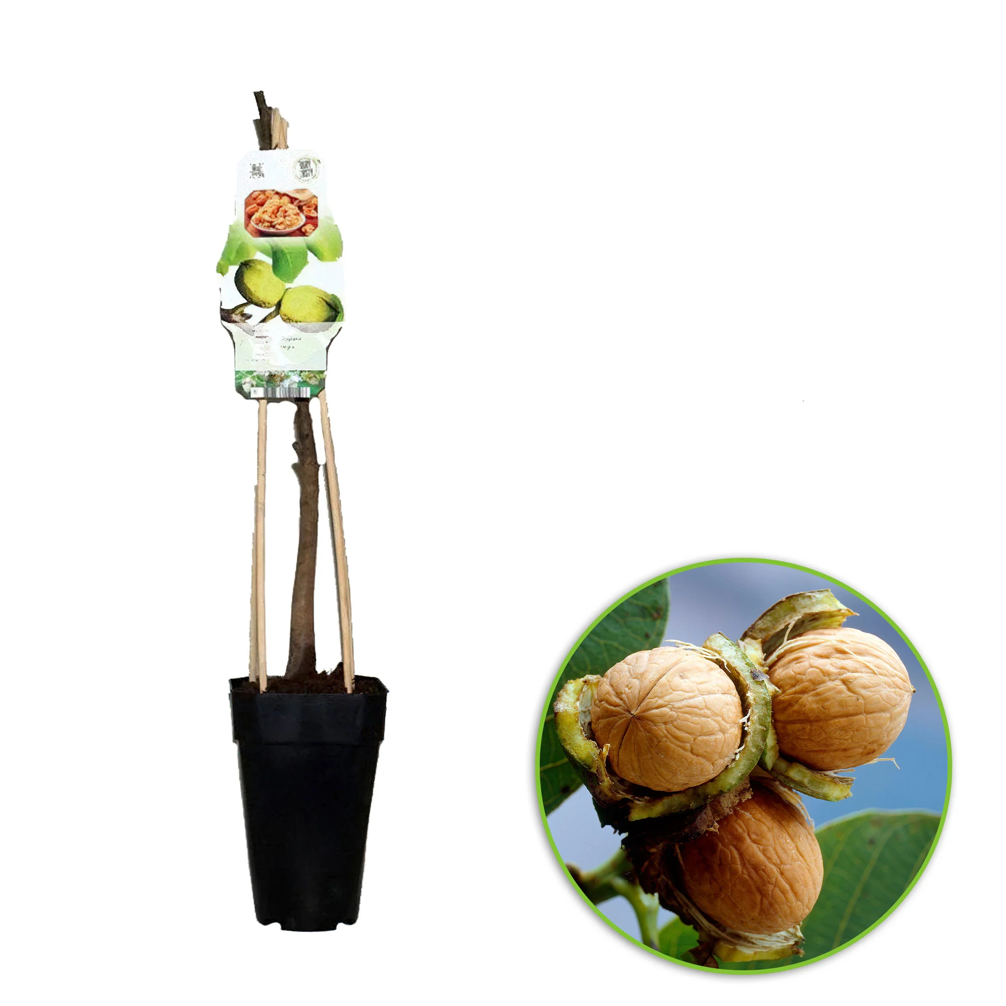 Juglans regia - Bio - Image 5