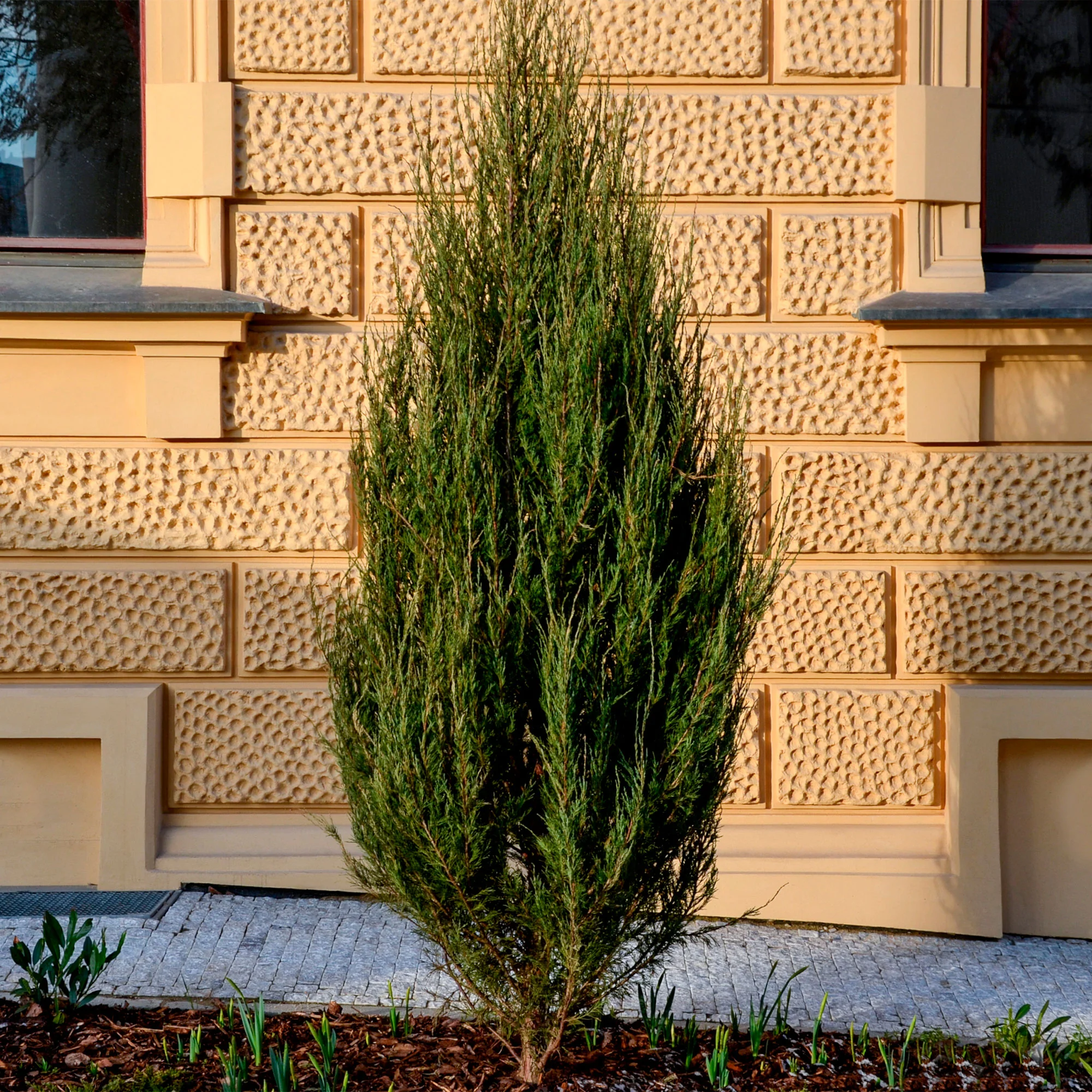 Juniperus 'Moon Glow' bleu - Image 2