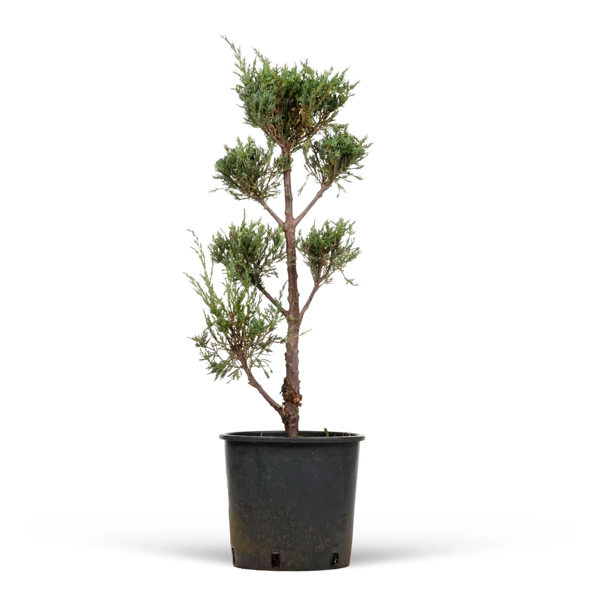 Juniperus Scopulorum 'Moonglow' XL bleu - Image 4