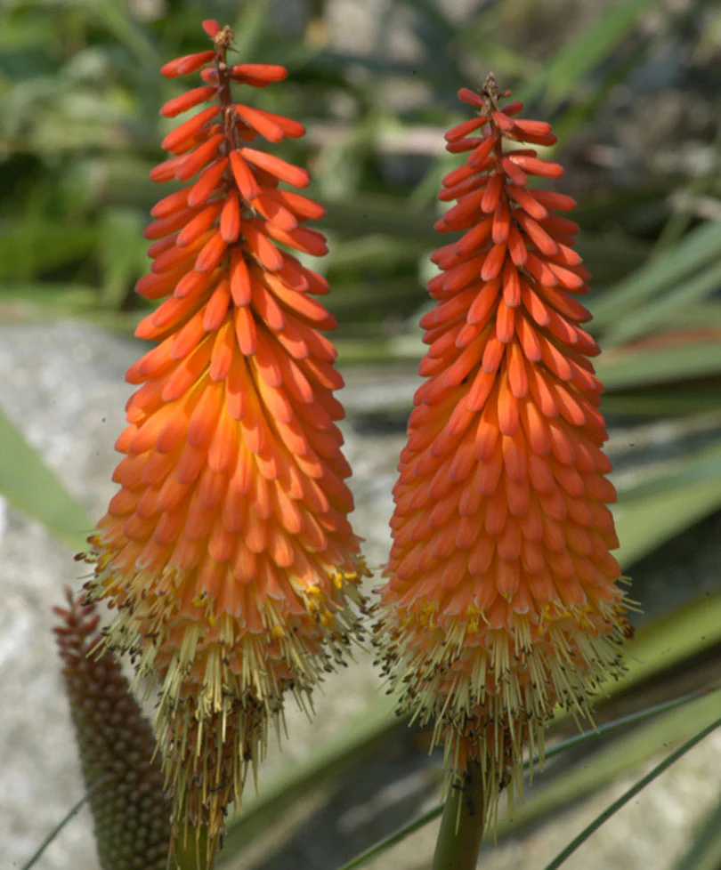 Kniphofia 'Grandiflora' Jaune-Orangé  - Plants à racines nues - Image 3